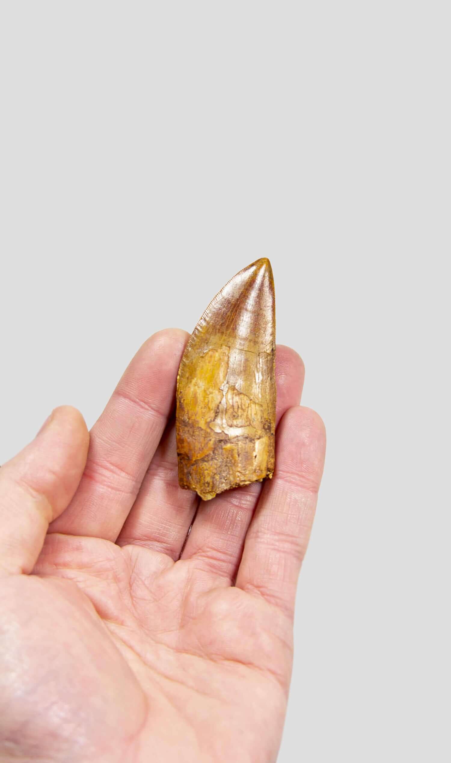 Dinosaur Teeth