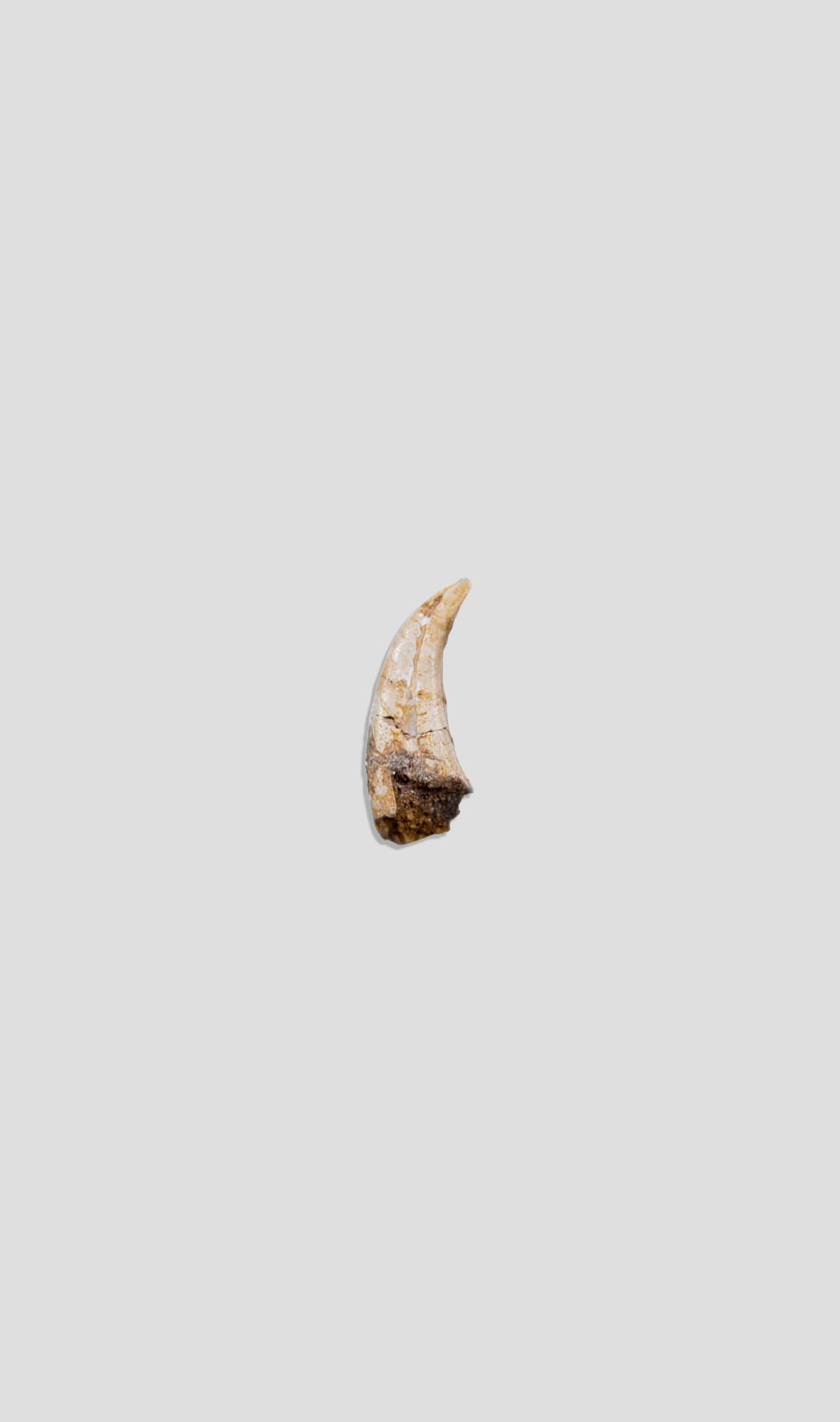 Dromaeosaur