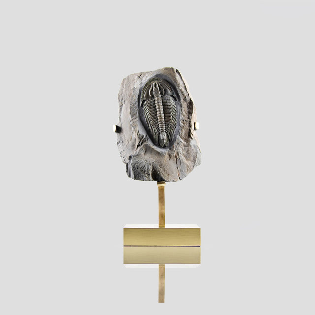 Trilobite