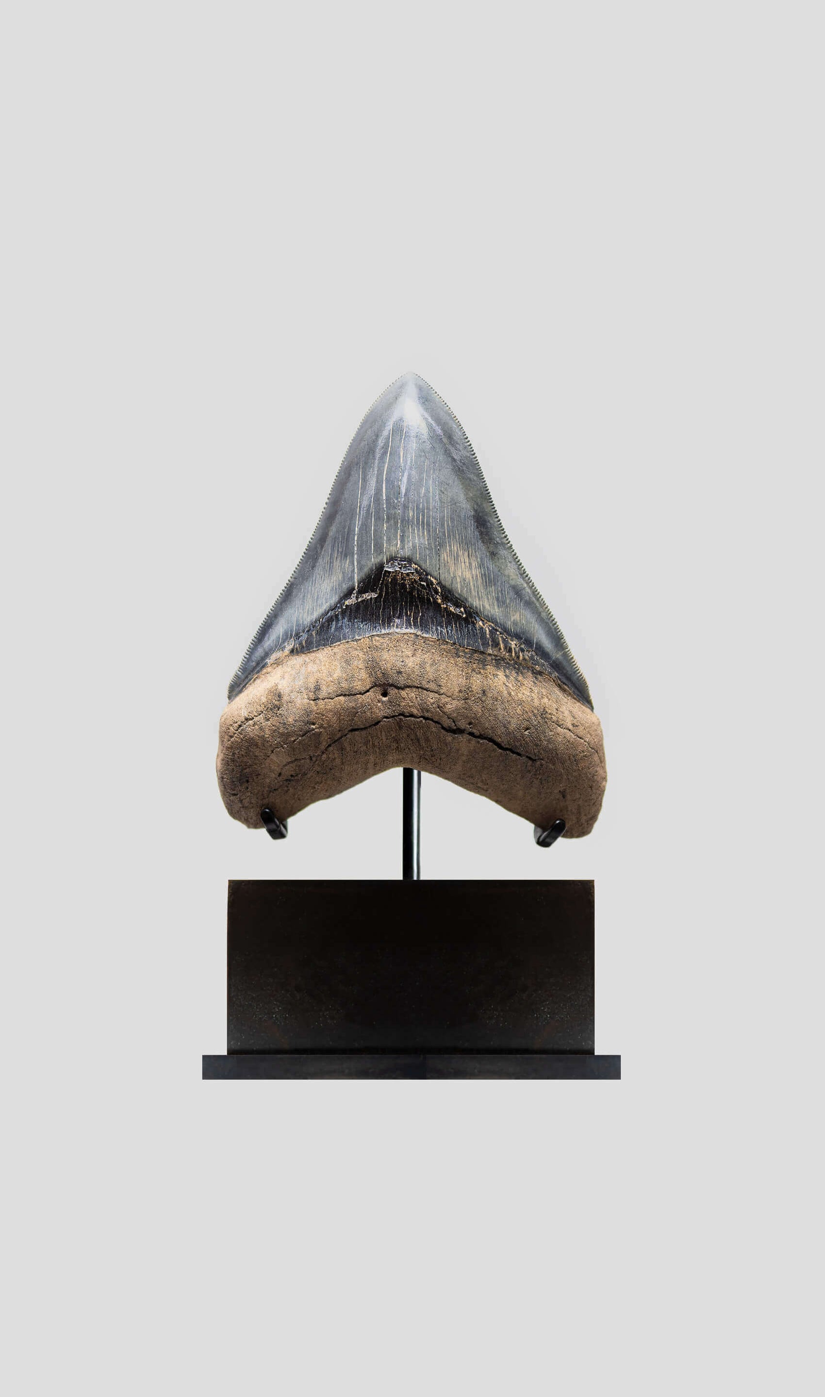 Megalodon