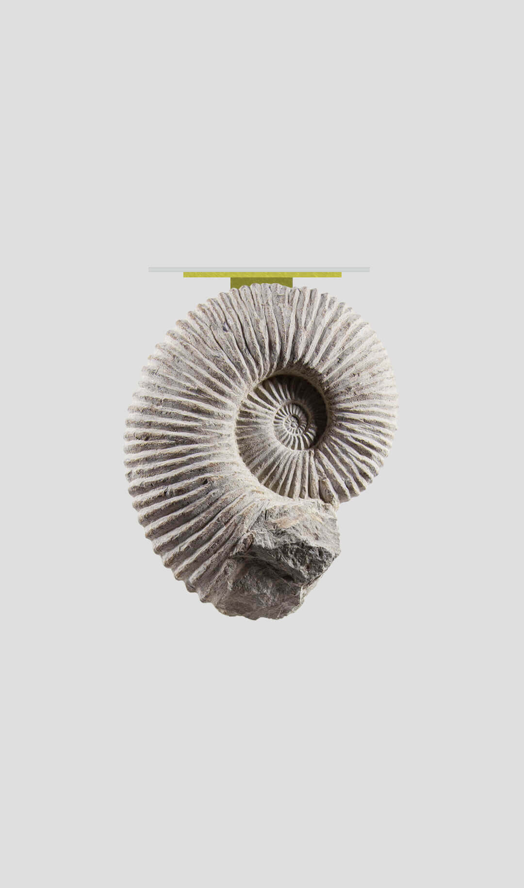 Ammonite
