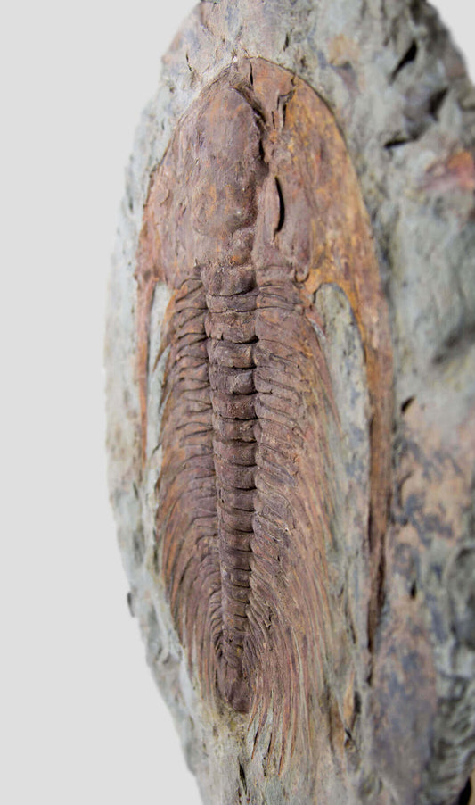 Cambropallas Tellesto 三叶虫黄铜支架 460 毫米