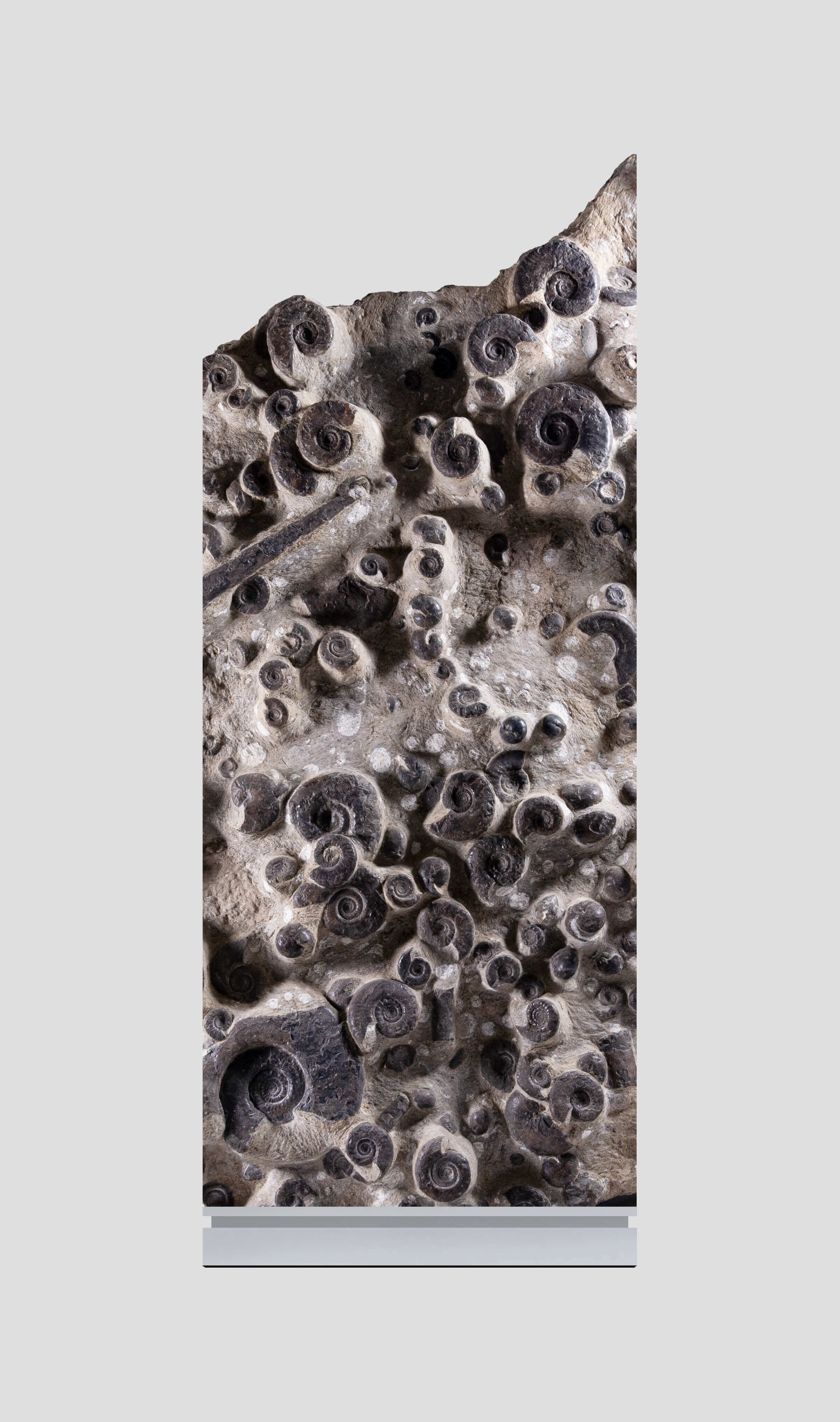 Luxury Ammonite Shell Fossils For Sale at The Fossil Store