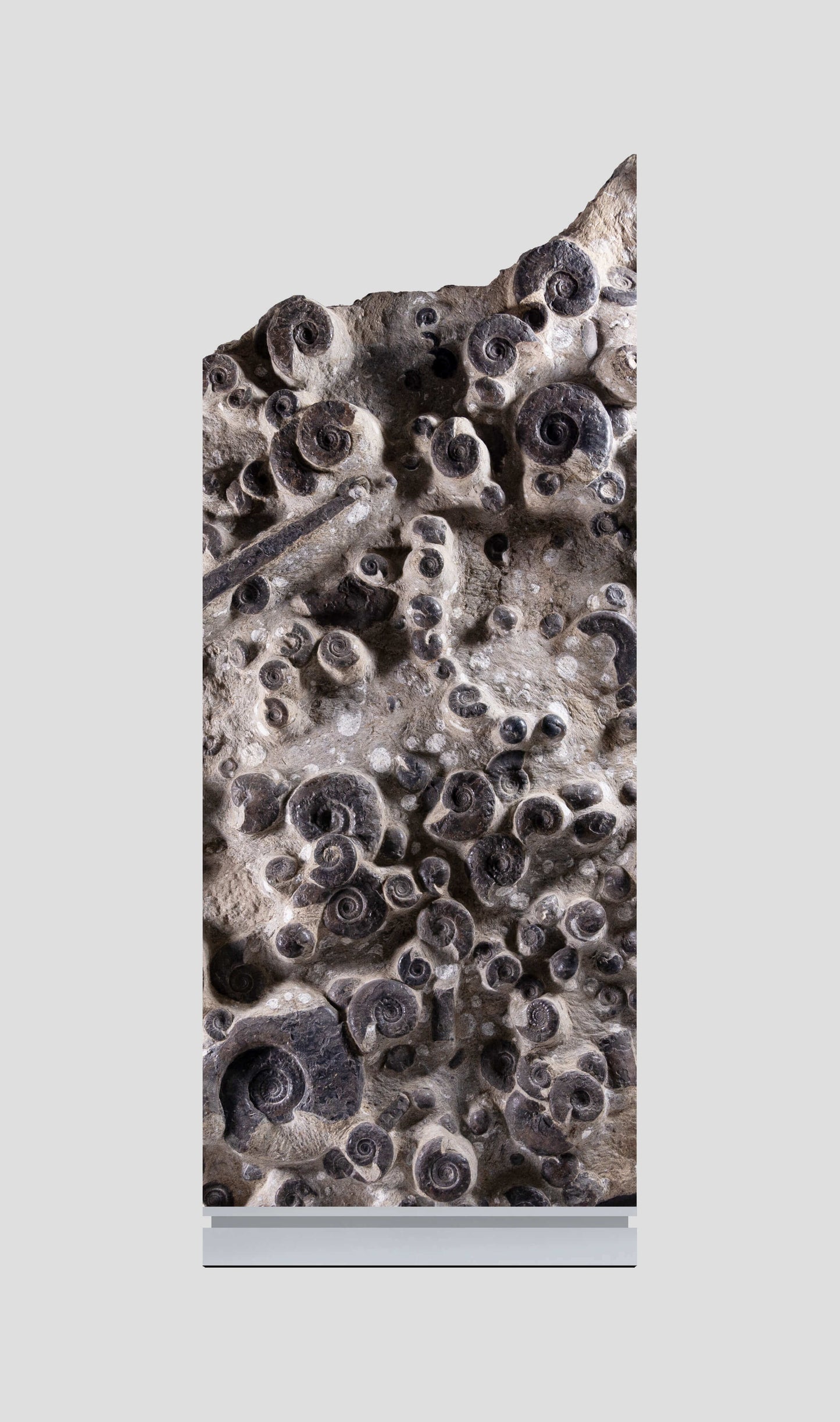 Platyclymenia Mortaility