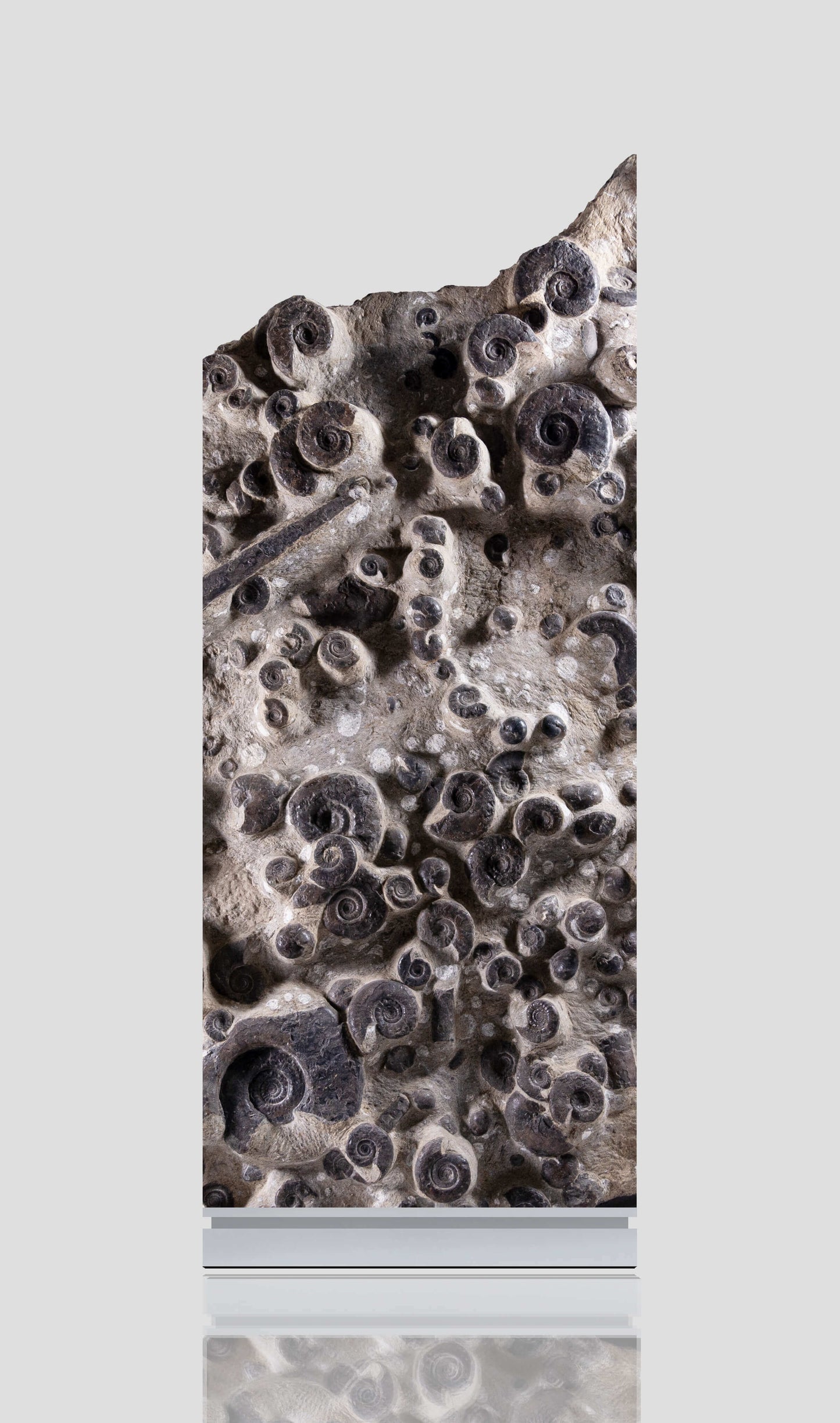 Platyclymenia Mortaility