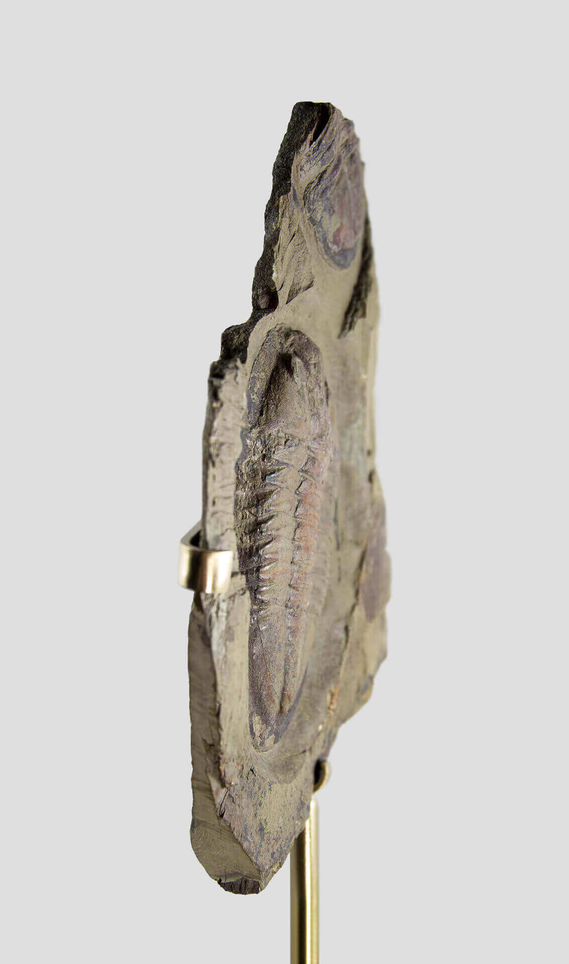 Fossil Asaphus Briareus Trilobite [RARE] 388mm