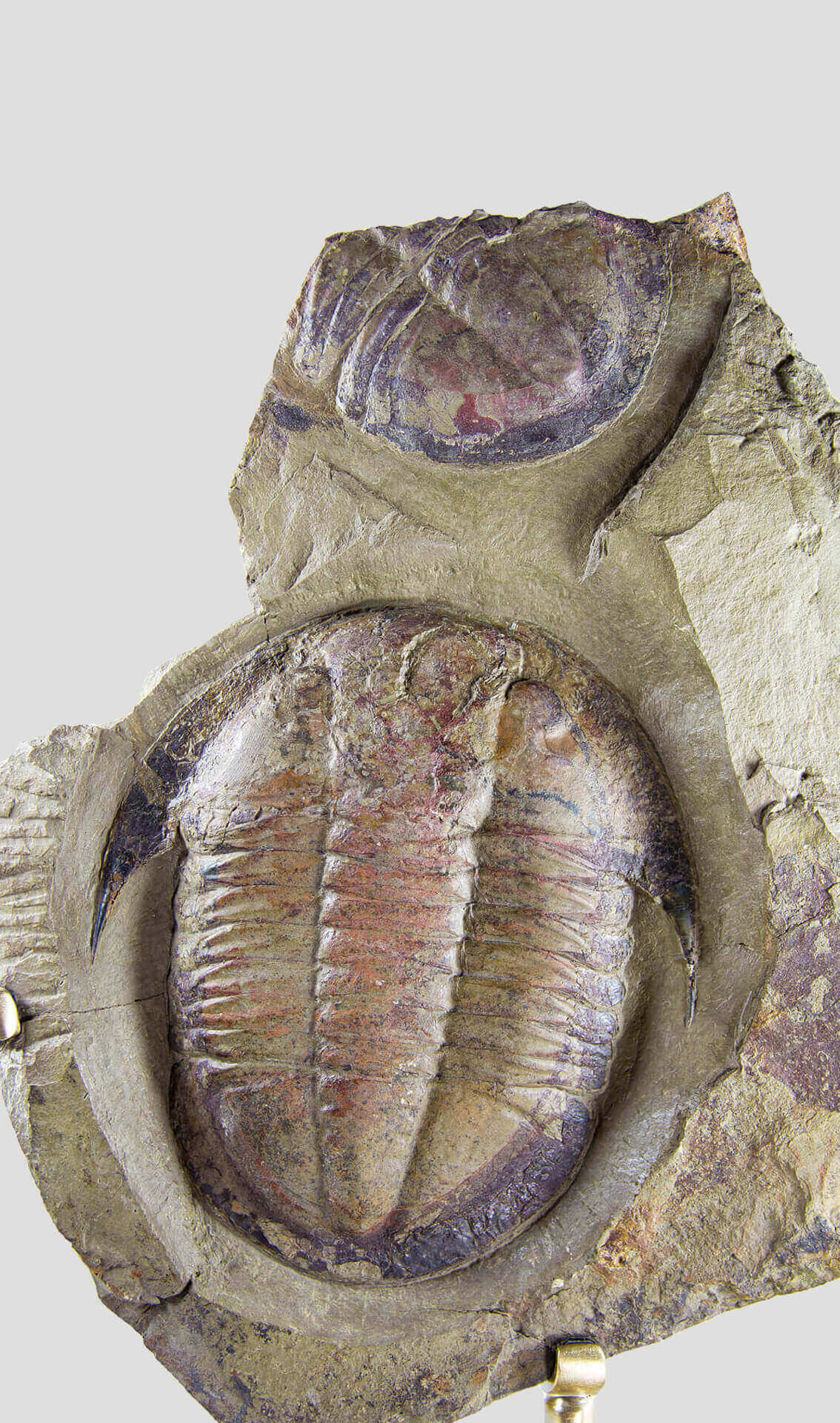 Fossil trilobites for sale on brass stands for interiors at the fossil store 00