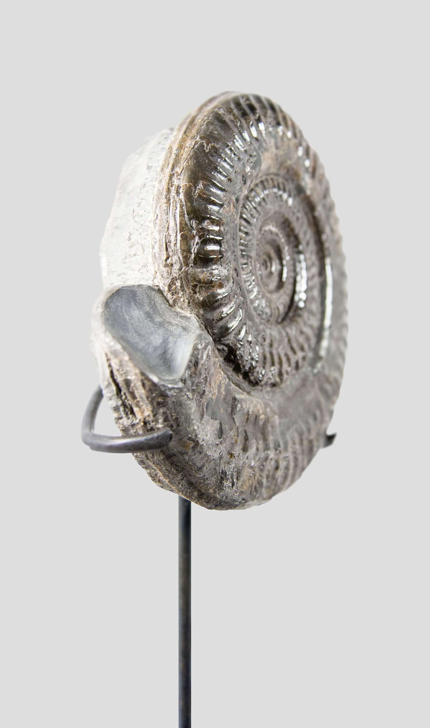 Hildoceras Ammonite In Bronze Stand 238mm
