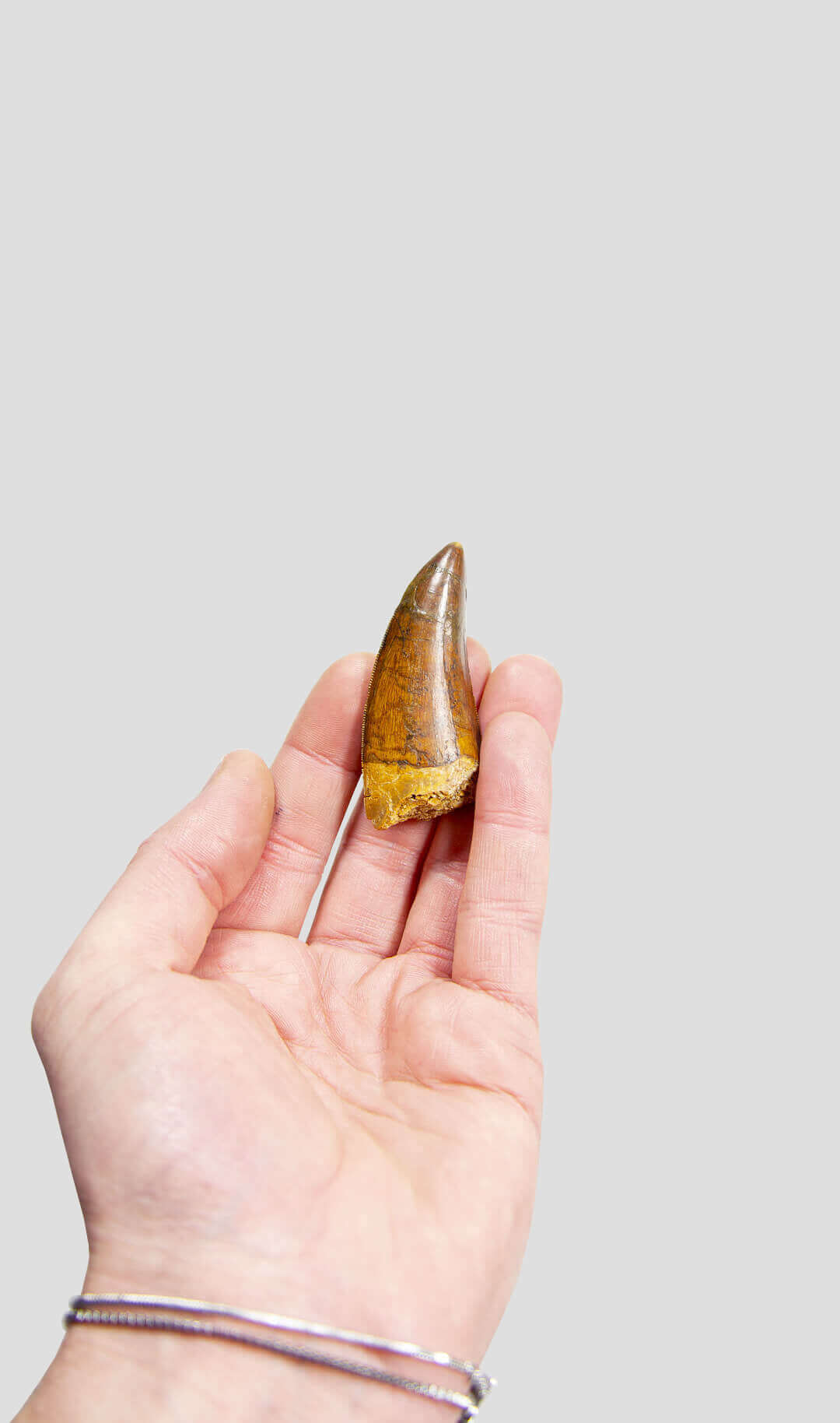 Carcharodontosaurus Saharicus N.African Tyrannosaurus Rex Dinosaur Tooth [NWA T-Rex] 67mm
