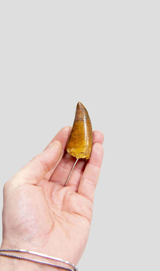 Carcharodontosaurus Saharicus N.African Tyrannosaurus Rex Dinosaur Tooth [NWA T-Rex] 67mm