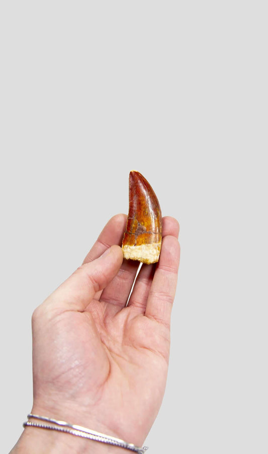 Carcharodontosaurus Saharicus N.African Tyrannosaurus Rex Dinosaur Tooth [NWA T-Rex] 74mm