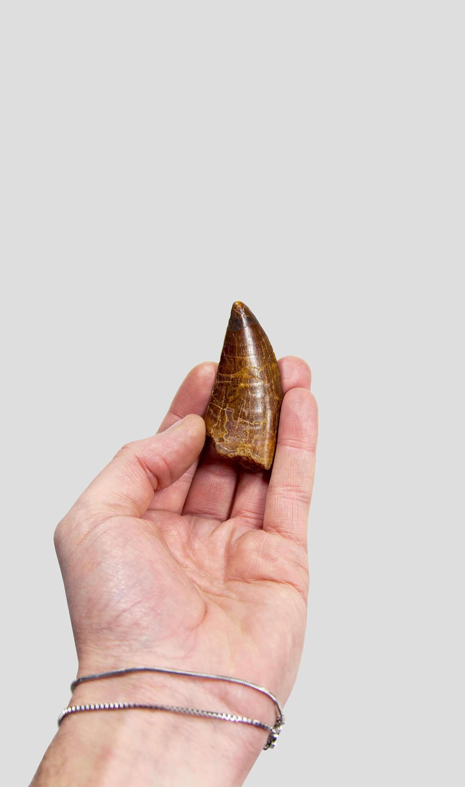 Carcharodontosaurus Saharicus N.African Tyrannosaurus Rex Dinosaur Tooth [NWA T-Rex] 77mm