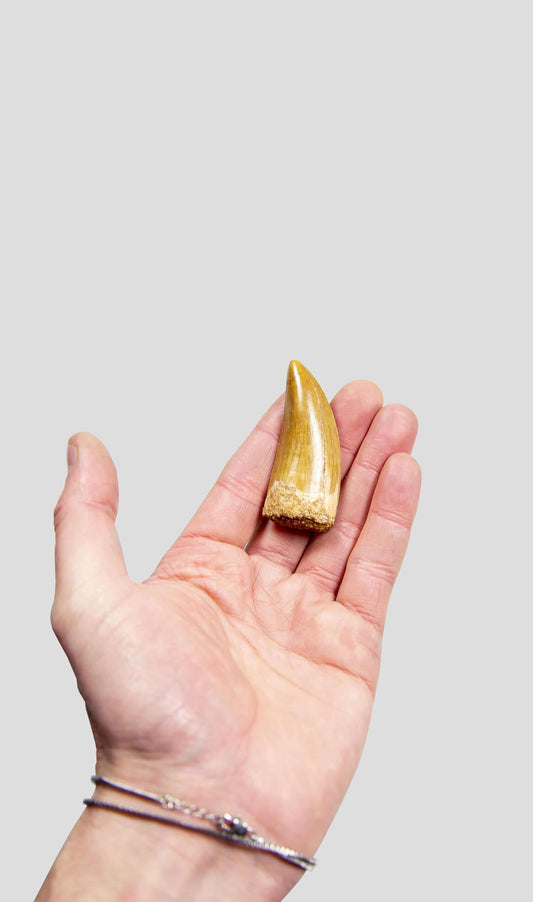Carcharodontosaurus Saharicus N.African Tyrannosaurus Rex Dinosaur Tooth [NWA T-Rex] 66mm