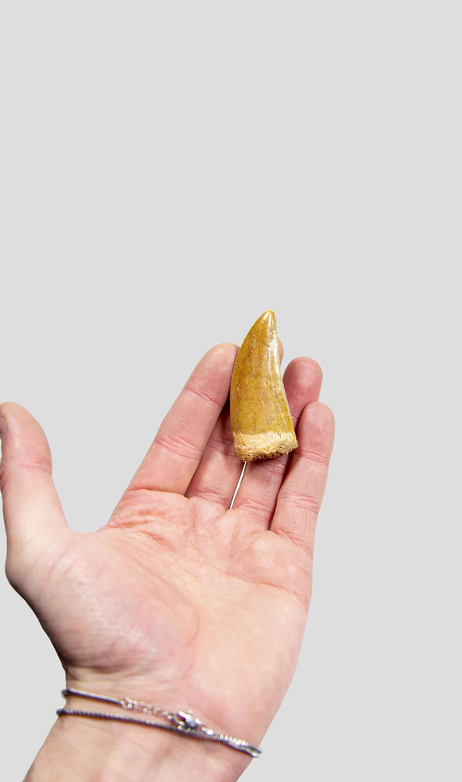 Carcharodontosaurus Saharicus N.African Tyrannosaurus Rex Dinosaur Tooth [NWA T-Rex] 66mm