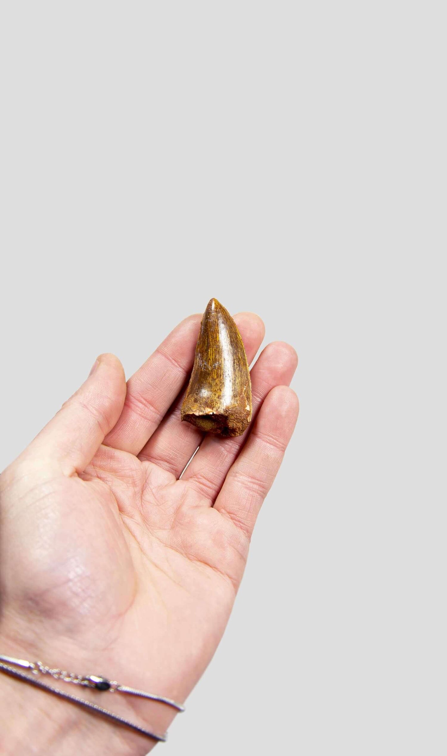 Carcharodontosaurus Saharicus N.African Tyrannosaurus Rex Dinosaur Tooth [NWA T-Rex] 60mm
