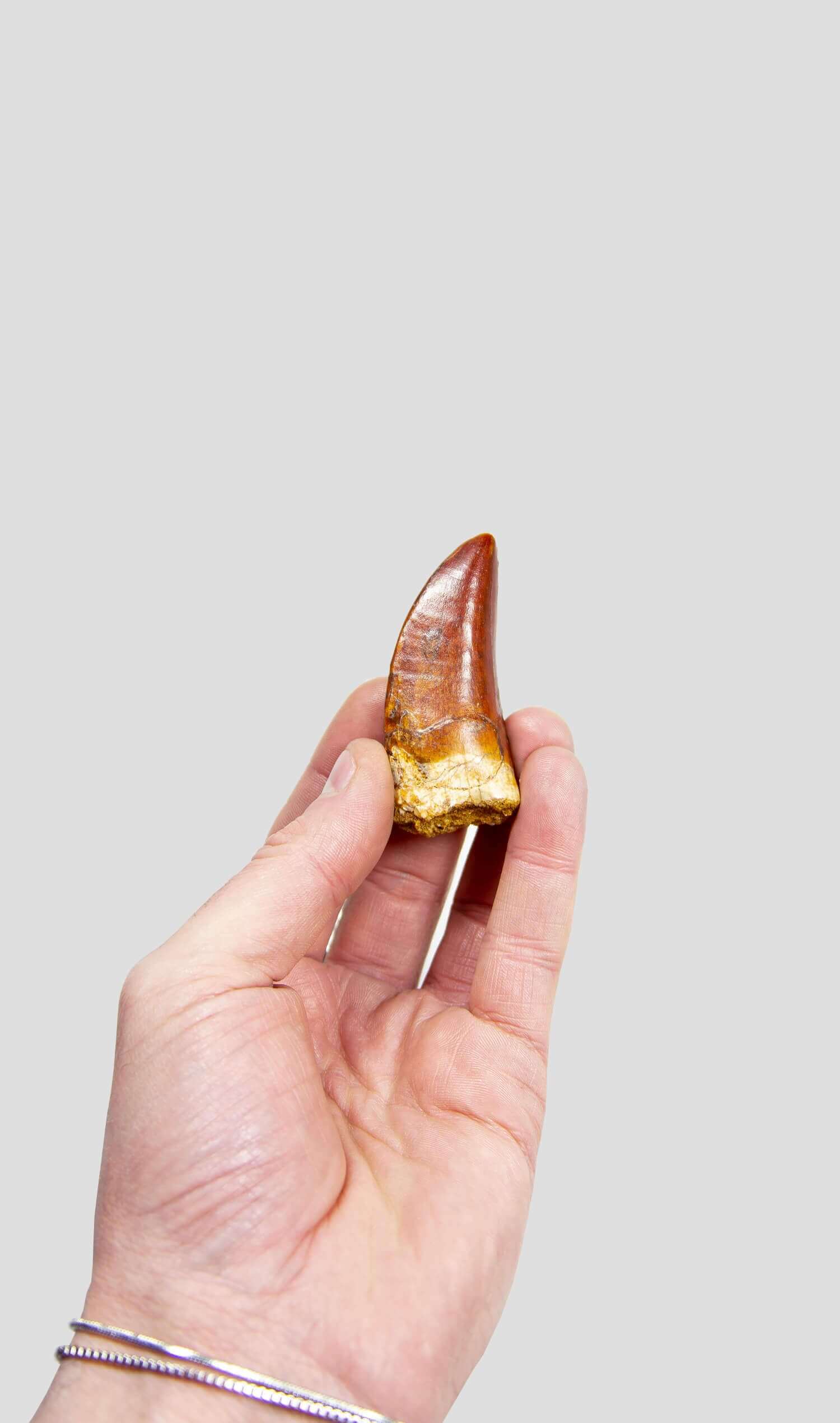 Carcharodontosaurus Saharicus N.African Tyrannosaurus Rex Dinosaur Tooth [NWA T-Rex] 74mm