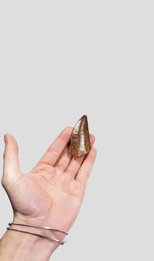 Carcharodontosaurus Saharicus N.African Tyrannosaurus Rex Dinosaur Tooth [NWA T-Rex] 77mm