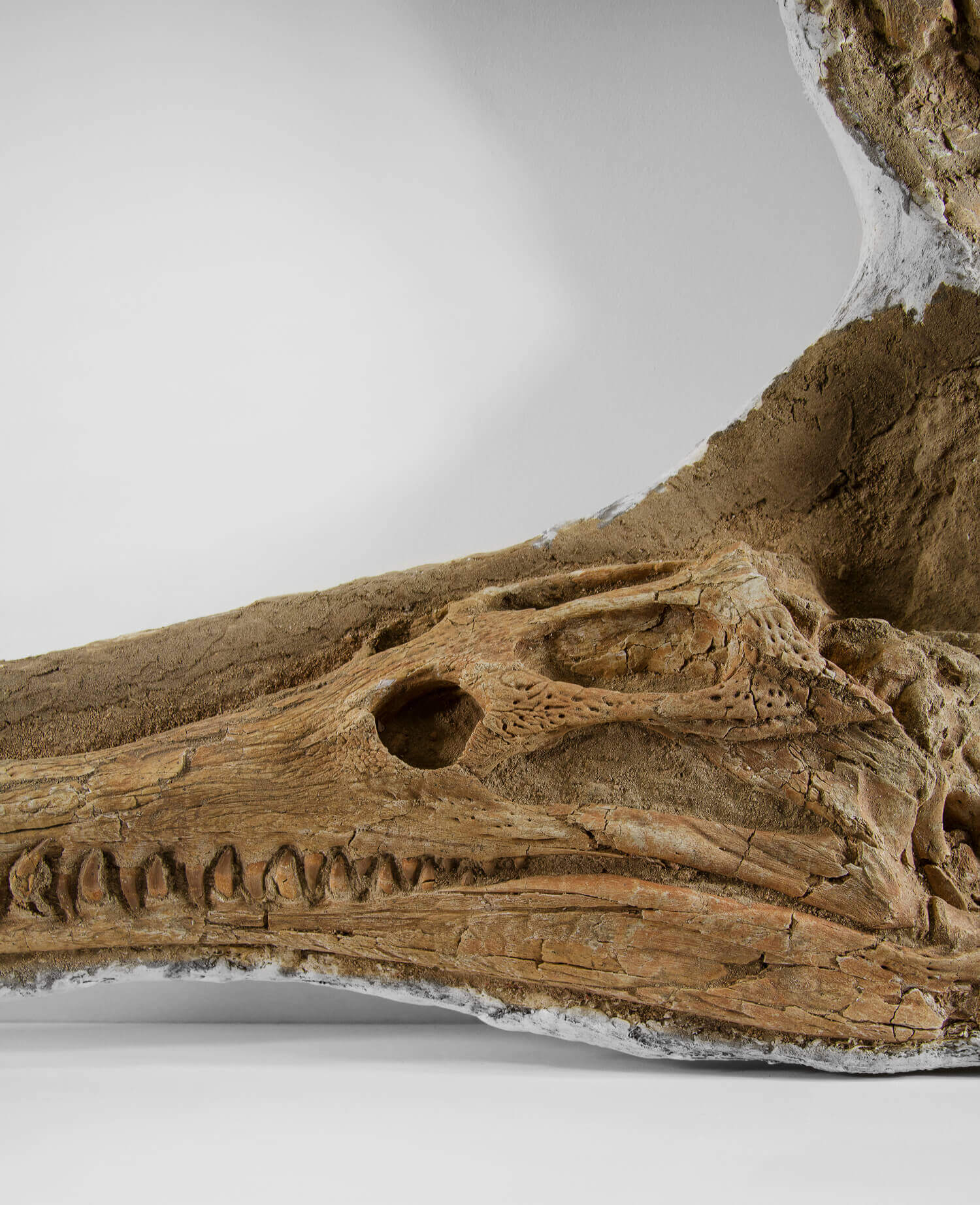dyrosaurus dinosaur crocodile skull for sale at the fossil store uk fossil shop 6