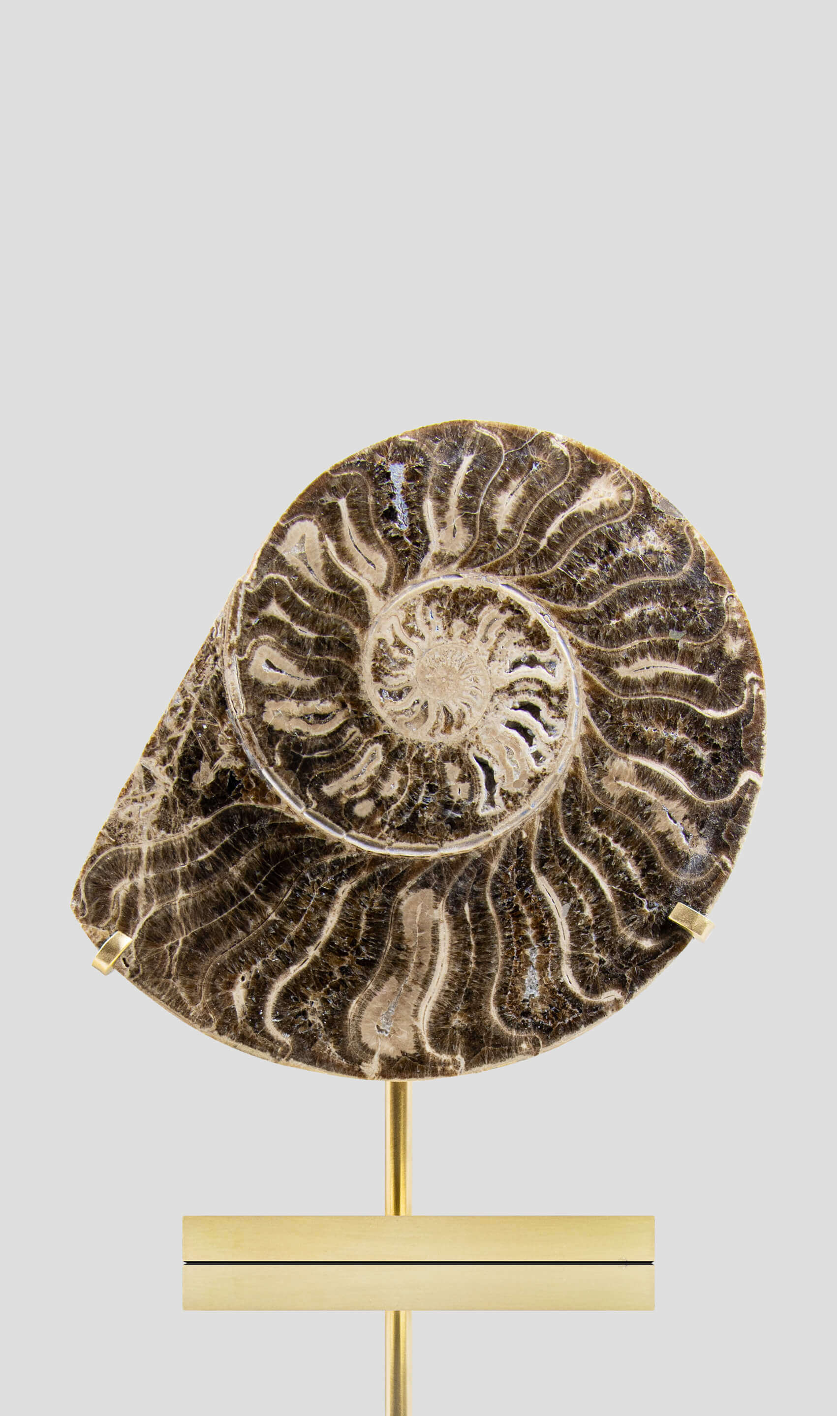 Hoplitoides Wohltmanni 菊石一对 235 毫米