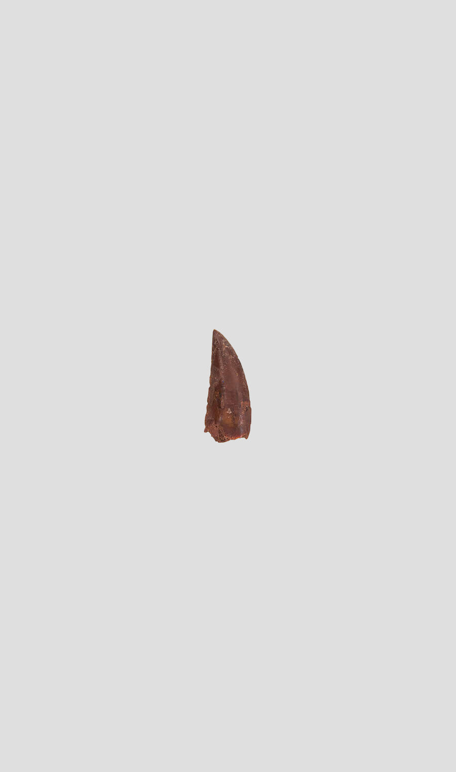 سن ديناصور دلتادروميوس أجيليس دلتا رانر رابتور 28 مم