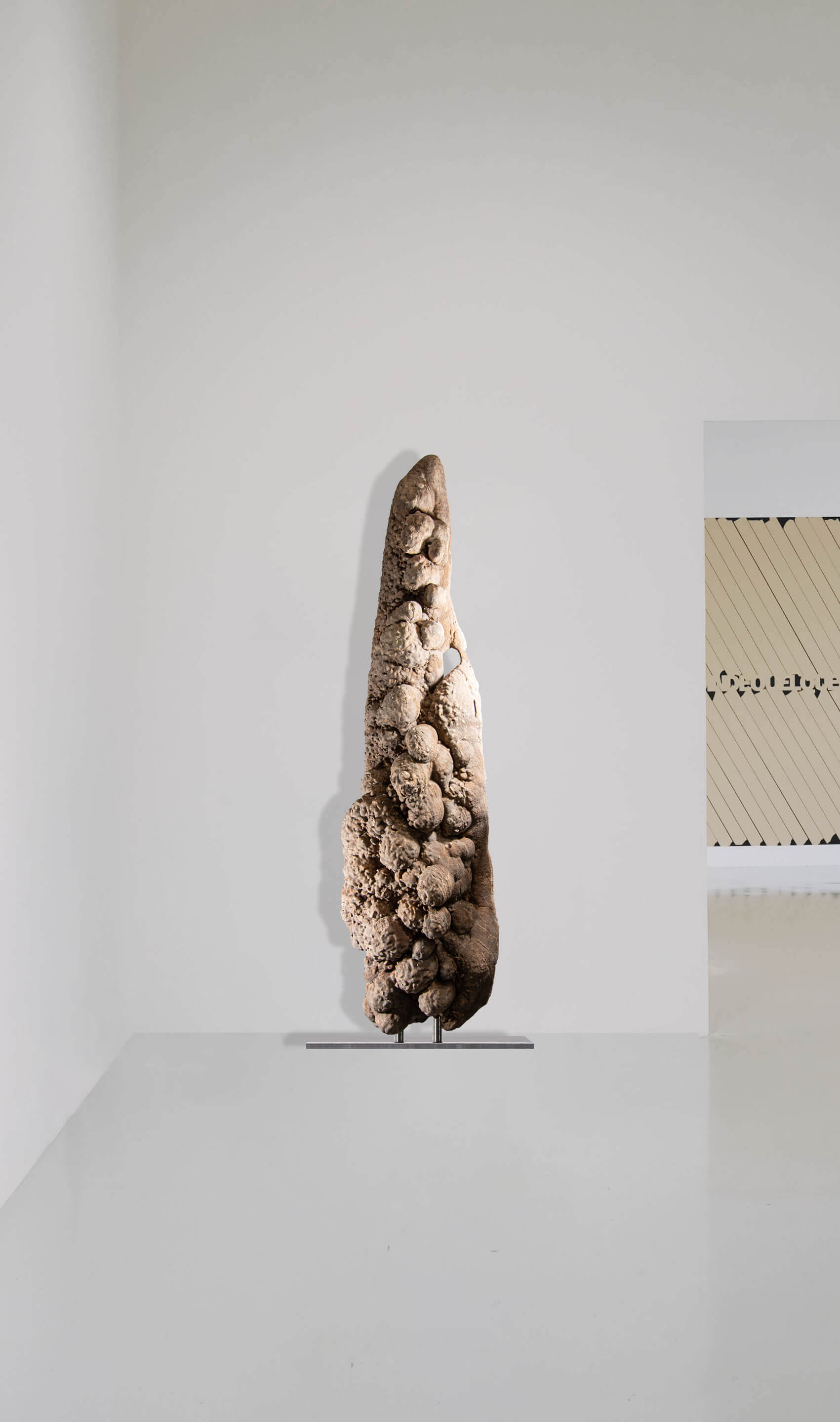 A closer look at a large desert rose on a stainless steel stand in an art gallery