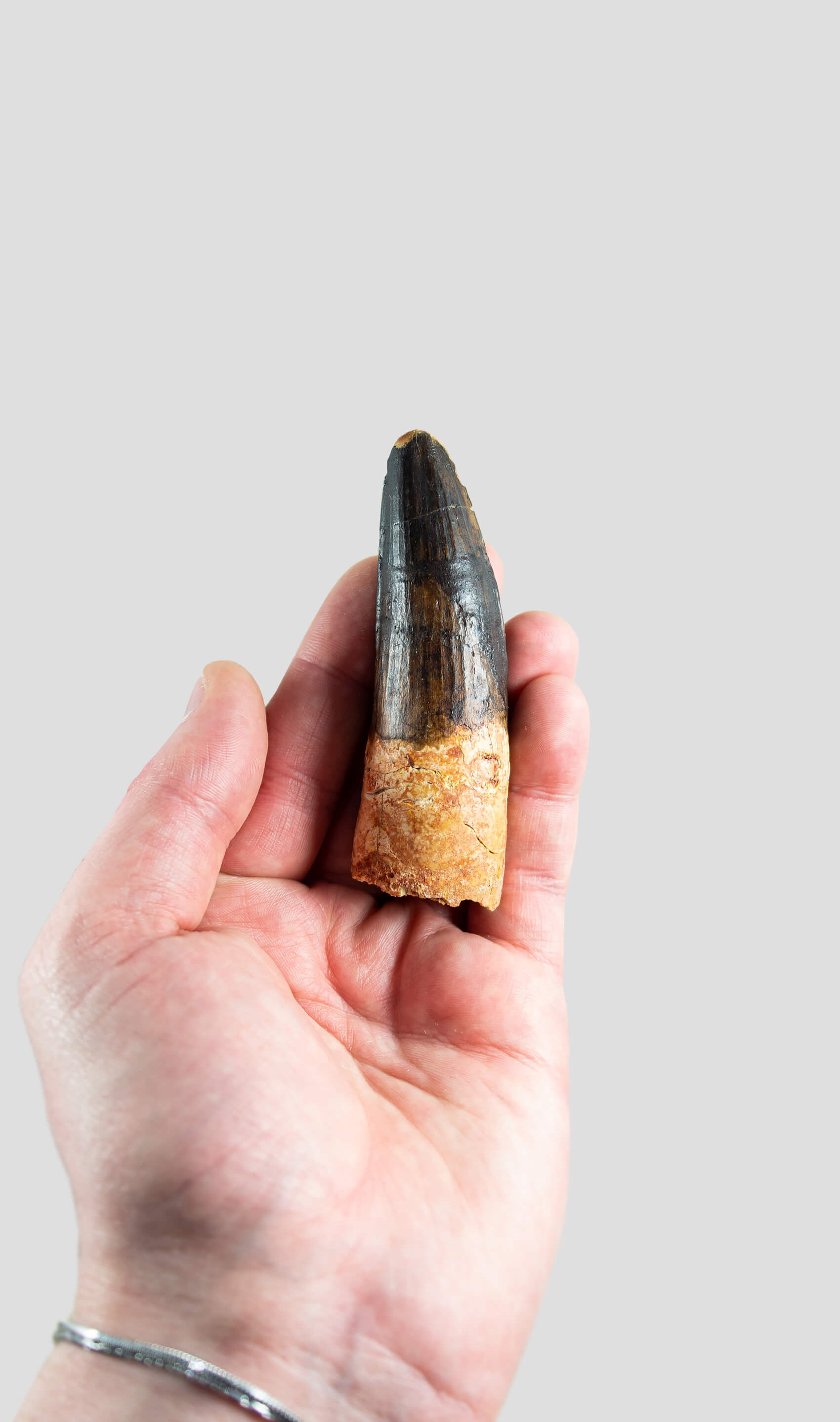 Spinosaurus Aegyptiacus Spine Lizard Dinosaur Tooth 90mm
