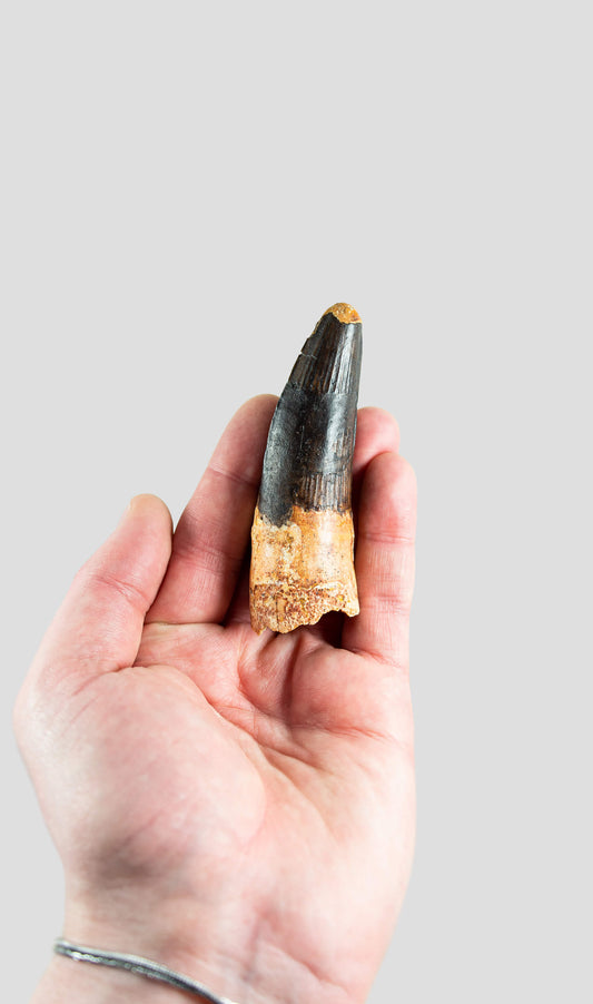 Spinosaurus Aegyptiacus Spine Lizard Dinosaur Tooth 90mm