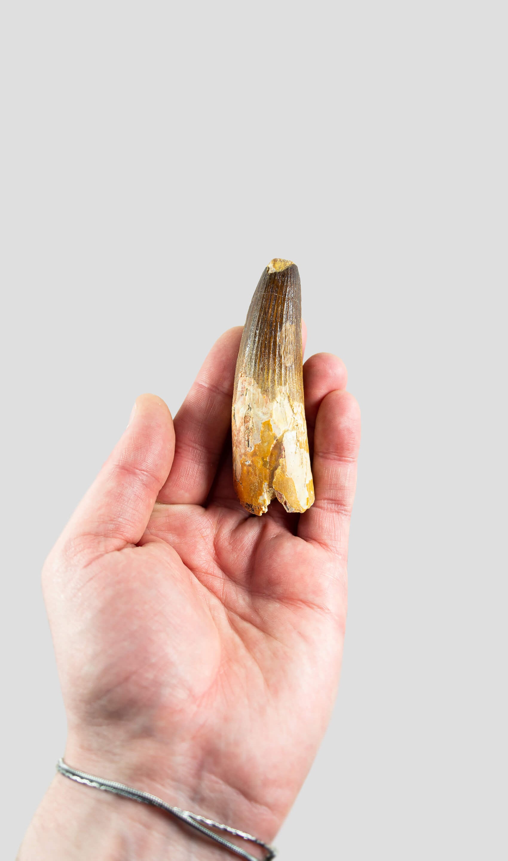 Spinosaurus Aegyptiacus Spine Lizard Dinosaur Tooth 85mm