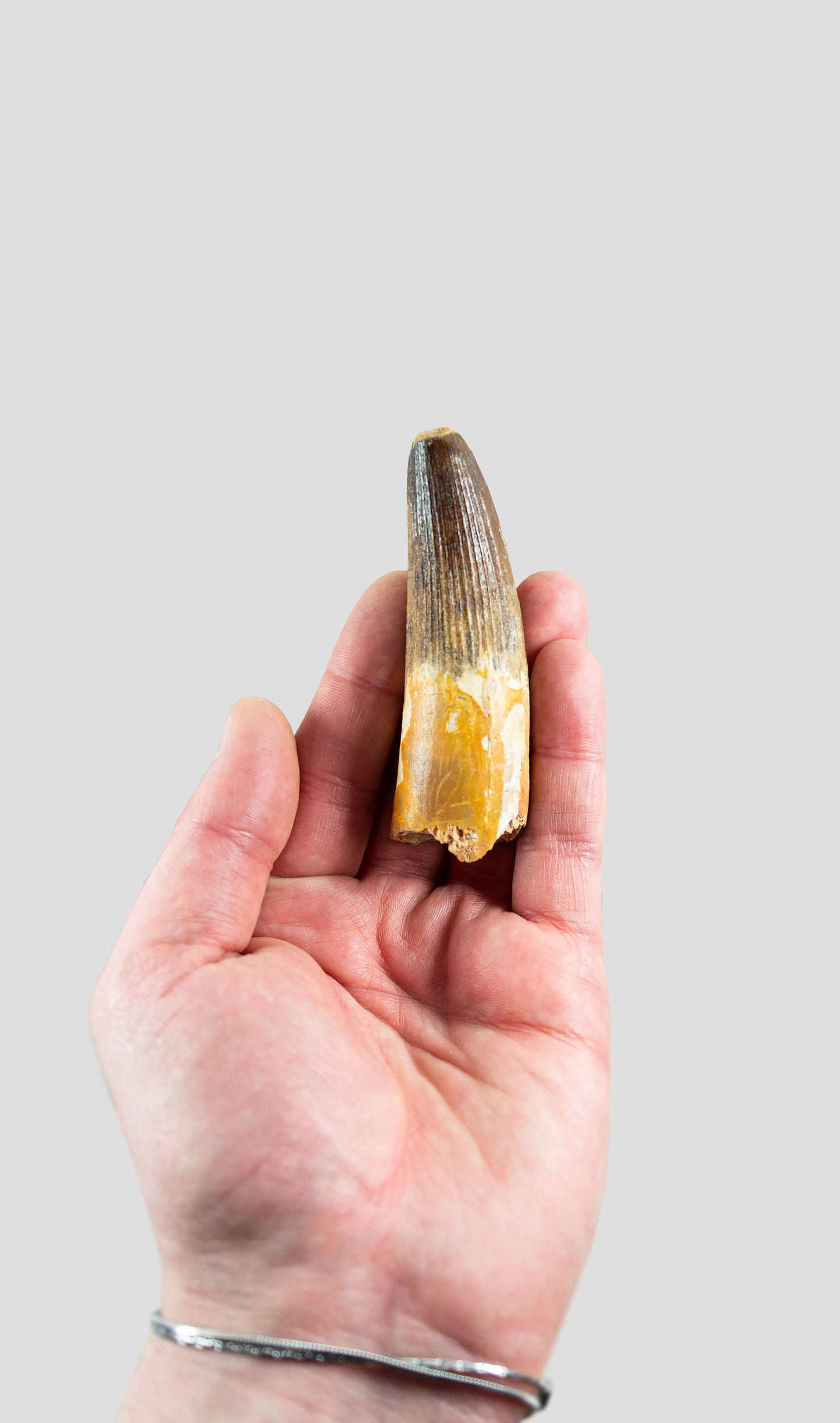 Spinosaurus Aegyptiacus Spine Lizard Dinosaur Tooth 85mm