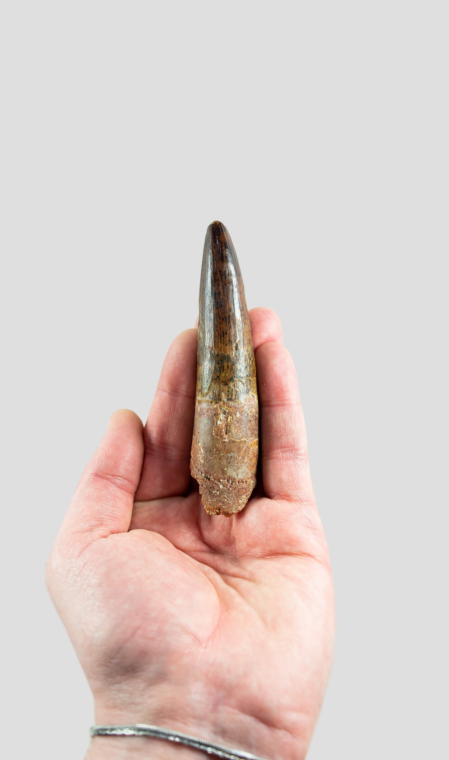 Spinosaurus Aegyptiacus Spine Lizard Dinosaur Tooth 107mm