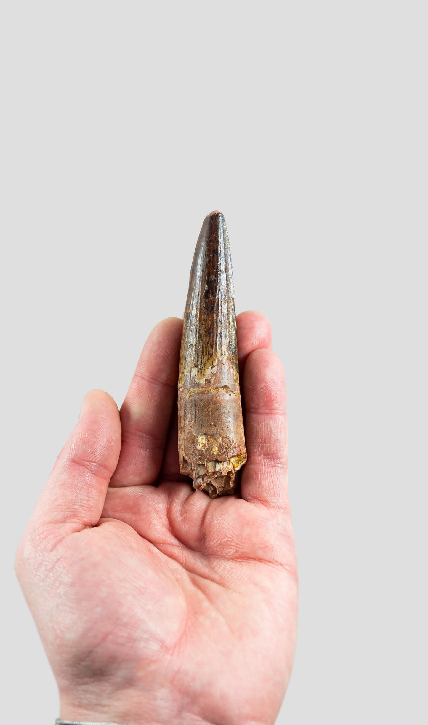 Spinosaurus Aegyptiacus Spine Lizard Dinosaur Tooth 107mm
