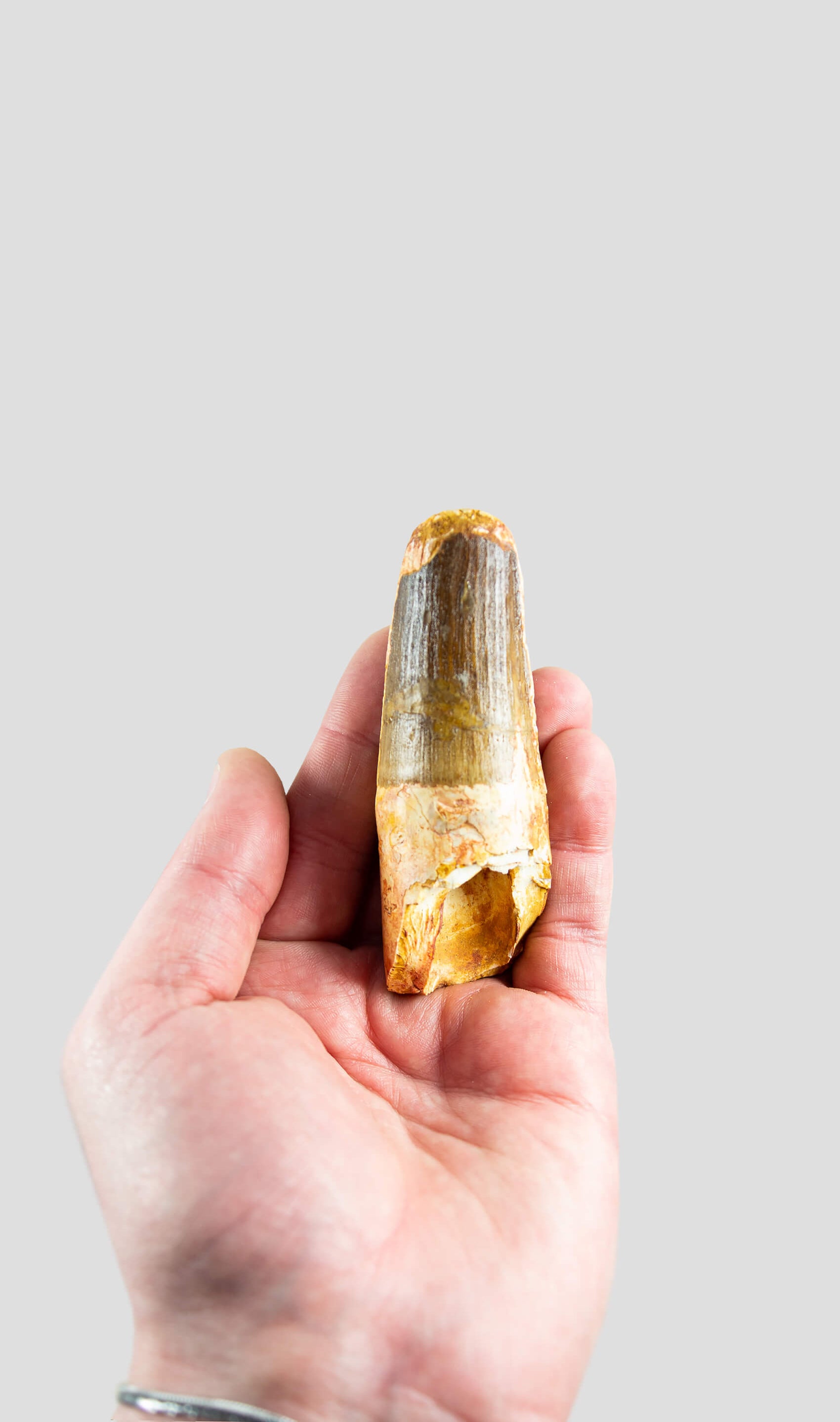 Spinosaurus Aegyptiacus Spine Lizard Dinosaur Tooth 90mm