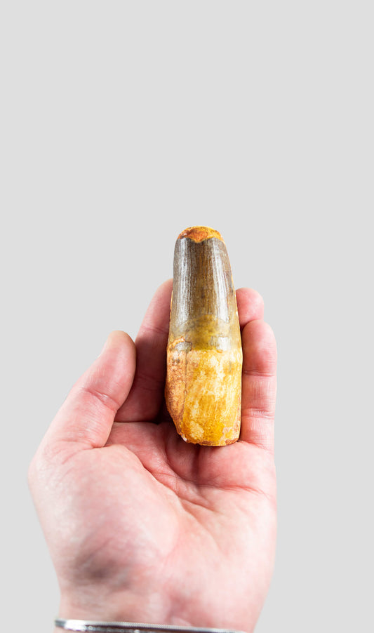 Spinosaurus Aegyptiacus Spine Lizard Dinosaur Tooth 90mm