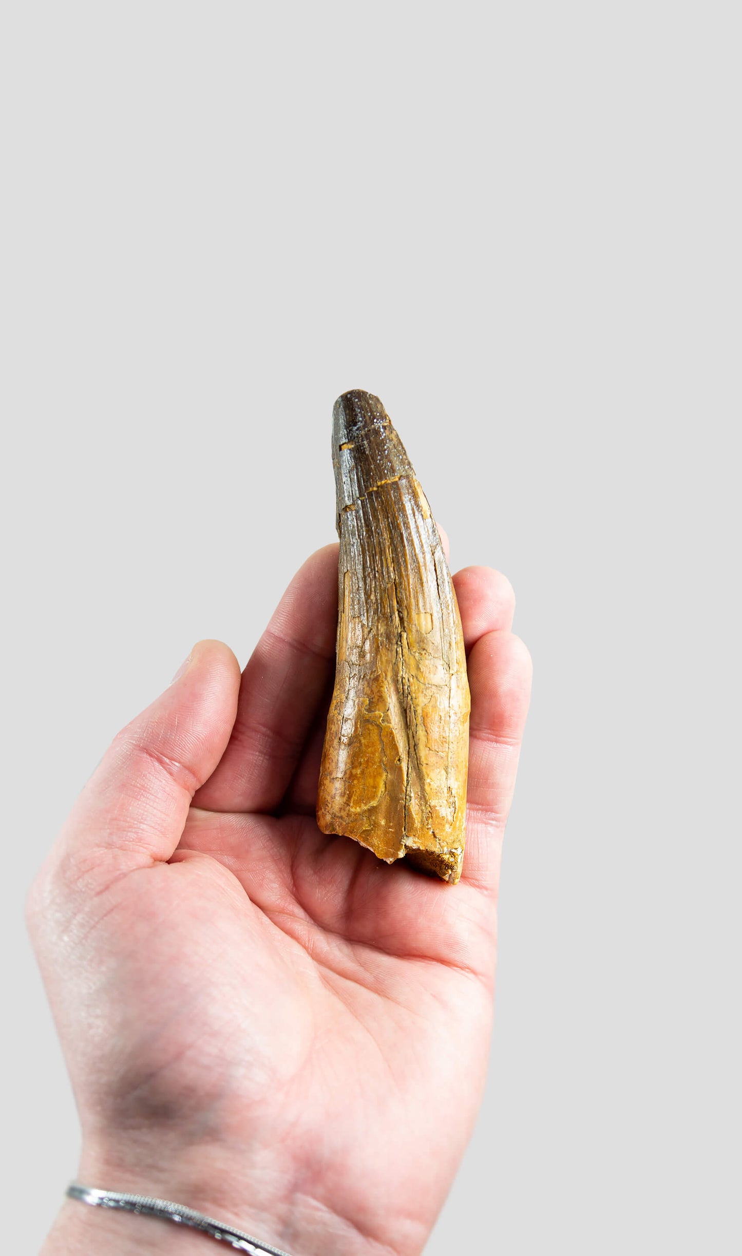 Spinosaurus Aegyptiacus Spine Lizard Dinosaur Tooth 108mm