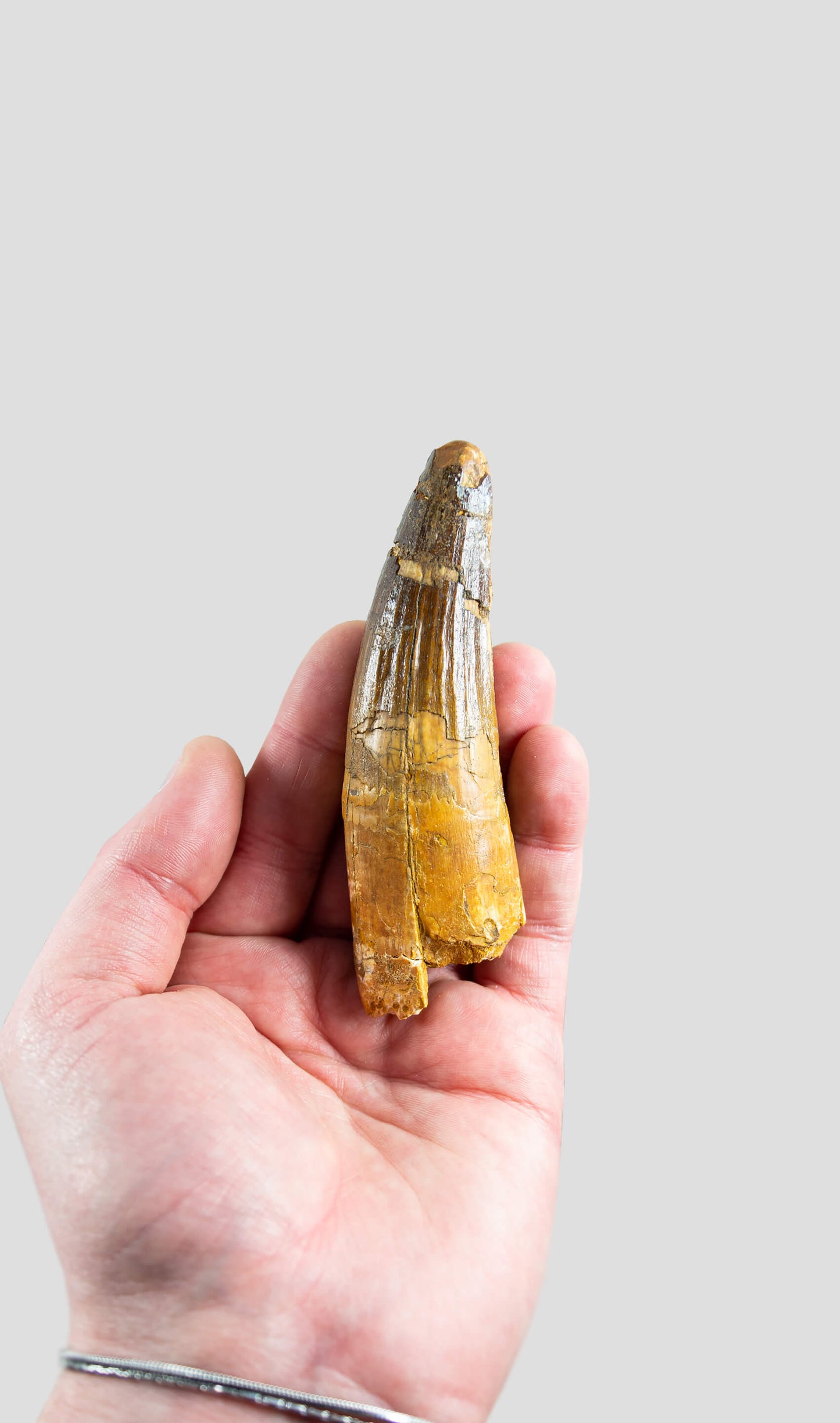 Spinosaurus Aegyptiacus Spine Lizard Dinosaur Tooth 108mm