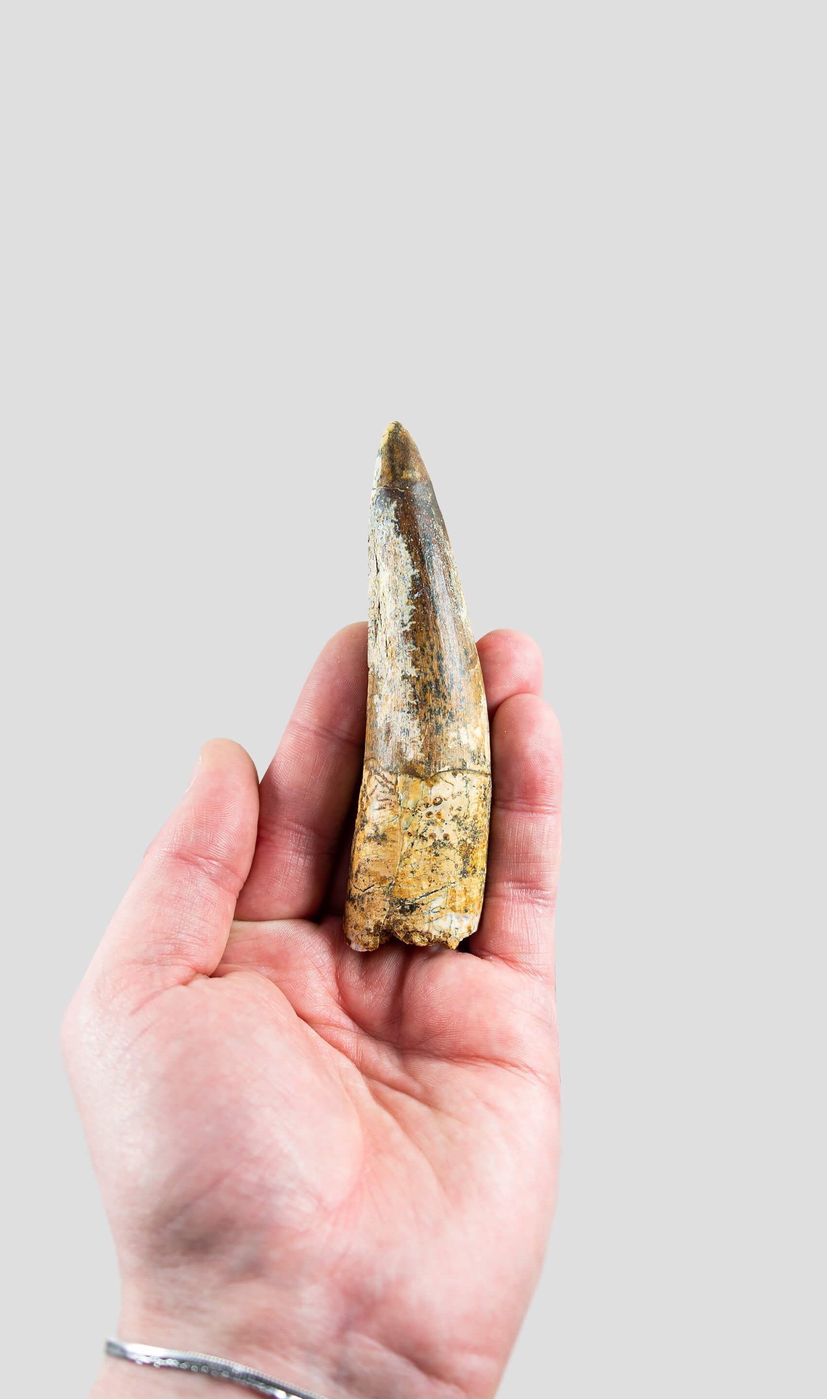 Spinosaurus Aegyptiacus Spine Lizard Dinosaur Tooth 109mm