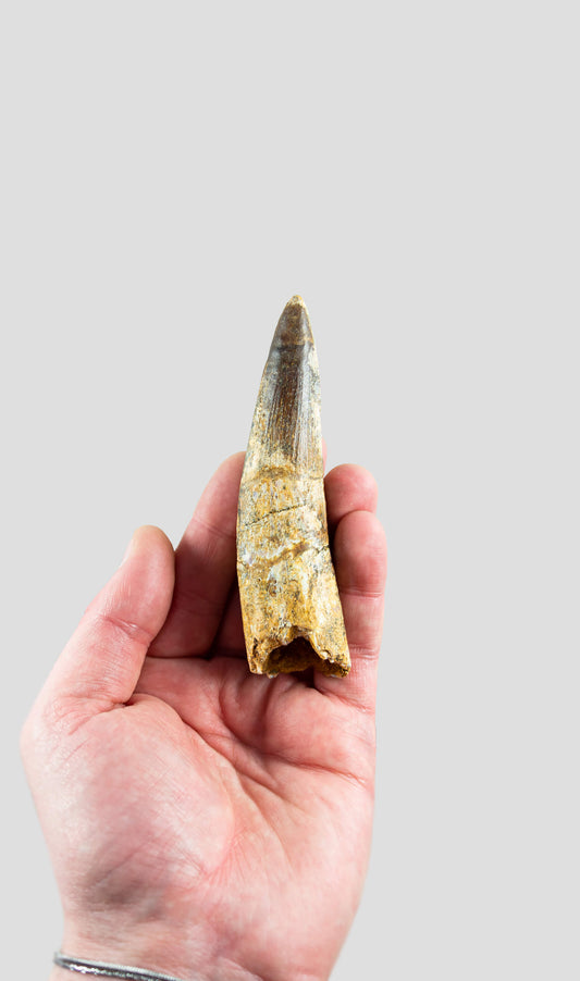 Spinosaurus Aegyptiacus Spine Lizard Dinosaur Tooth 109mm