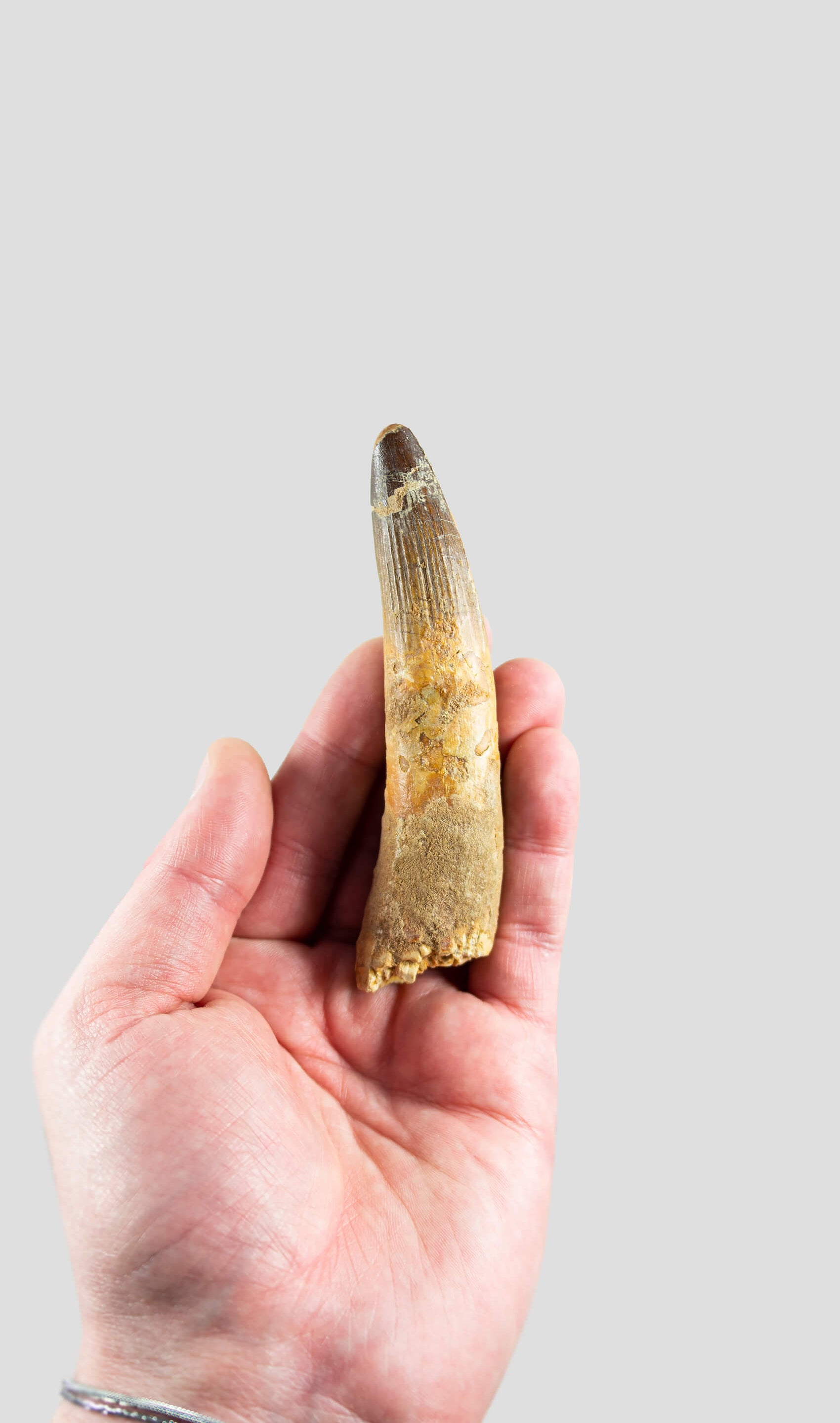 Spinosaurus Aegyptiacus Spine Lizard Dinosaur Tooth 108mm