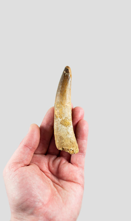 Spinosaurus Aegyptiacus Spine Lizard Dinosaur Tooth 108mm