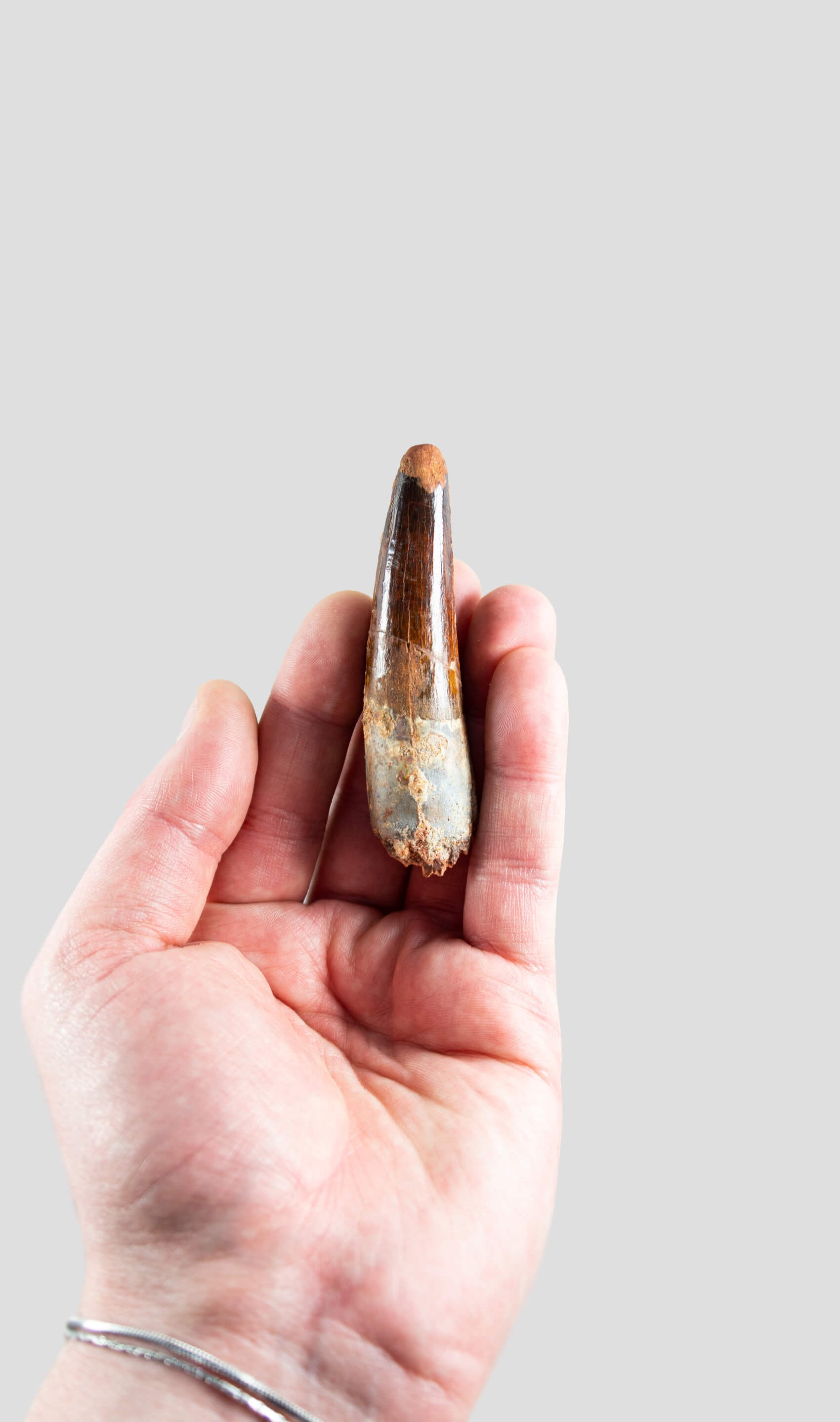 Spinosaurus Aegyptiacus Spine Lizard Dinosaur Tooth 82mm