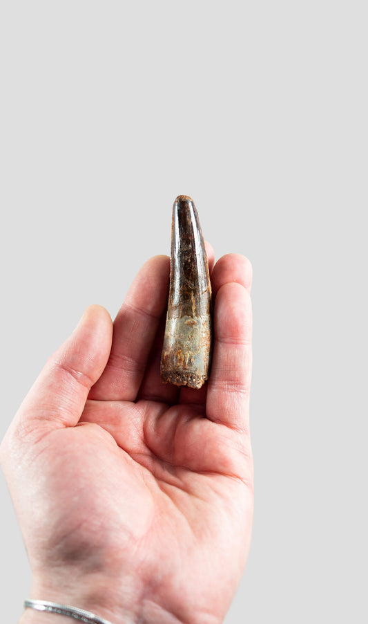 Spinosaurus Aegyptiacus Spine Lizard Dinosaur Tooth 82mm