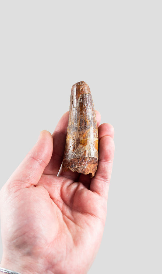 Spinosaurus Aegyptiacus Spine Lizard Dinosaur Tooth 91mm