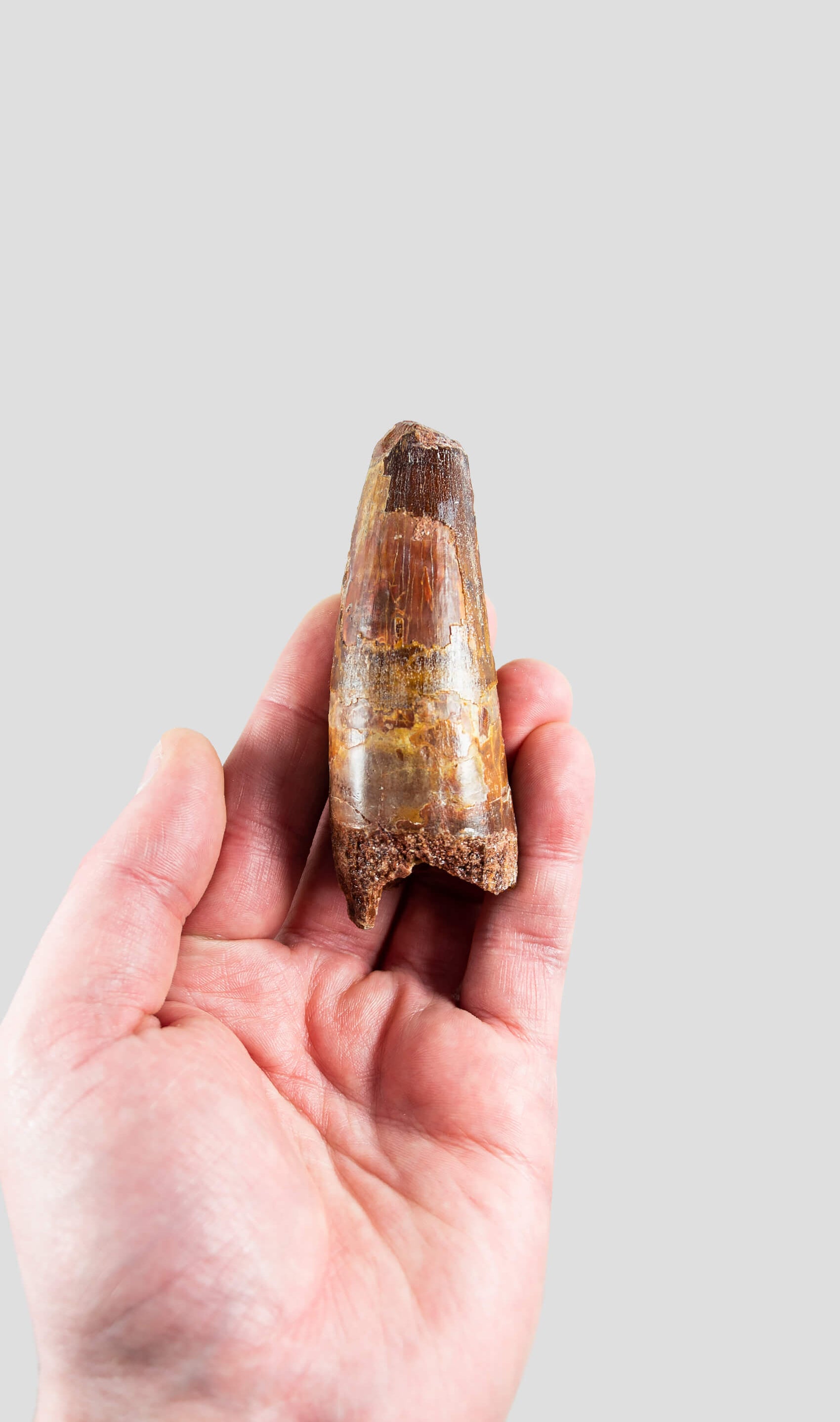 Spinosaurus Aegyptiacus Spine Lizard Dinosaur Tooth 91mm