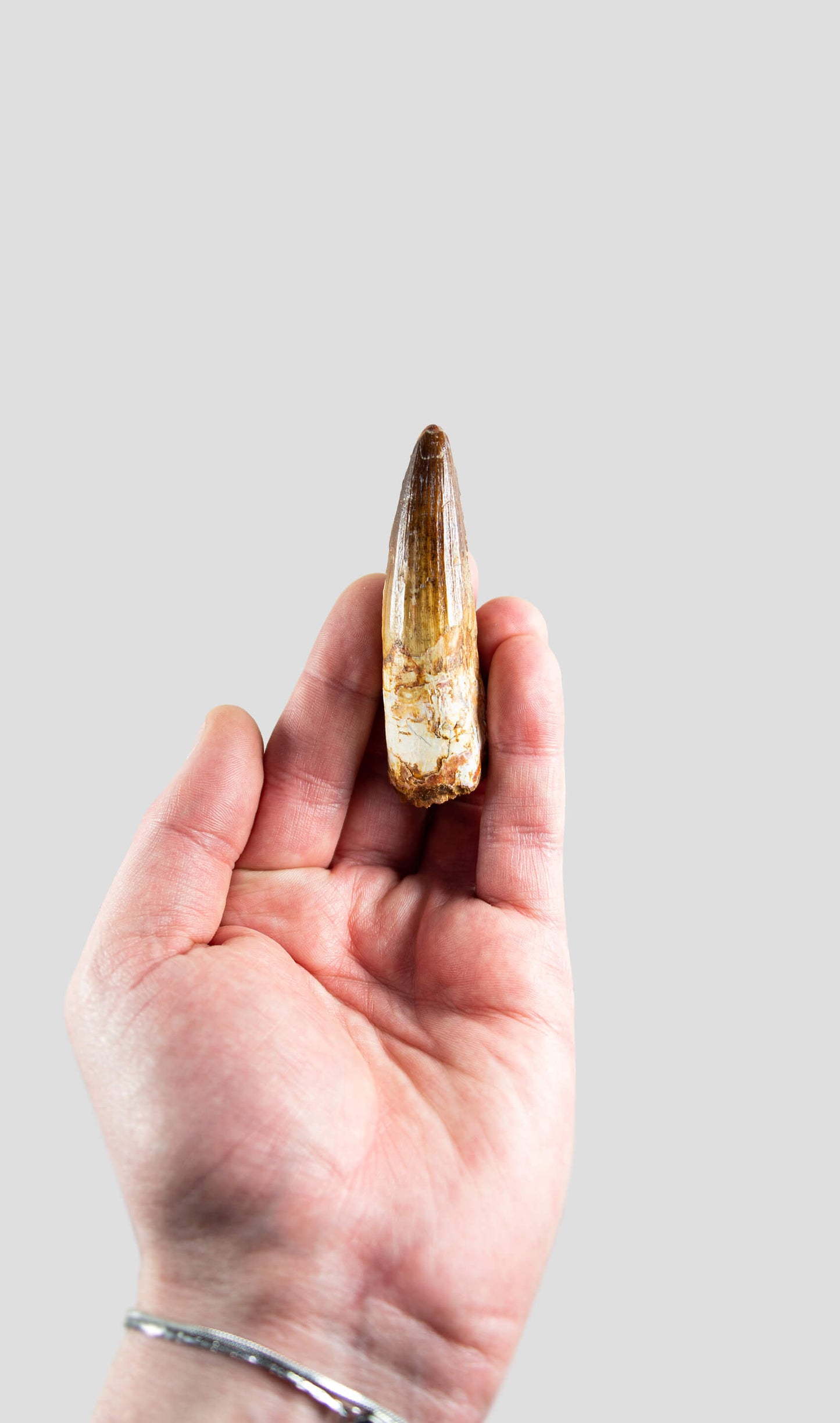 Spinosaurus Aegyptiacus Spine Lizard Dinosaur Tooth 76mm