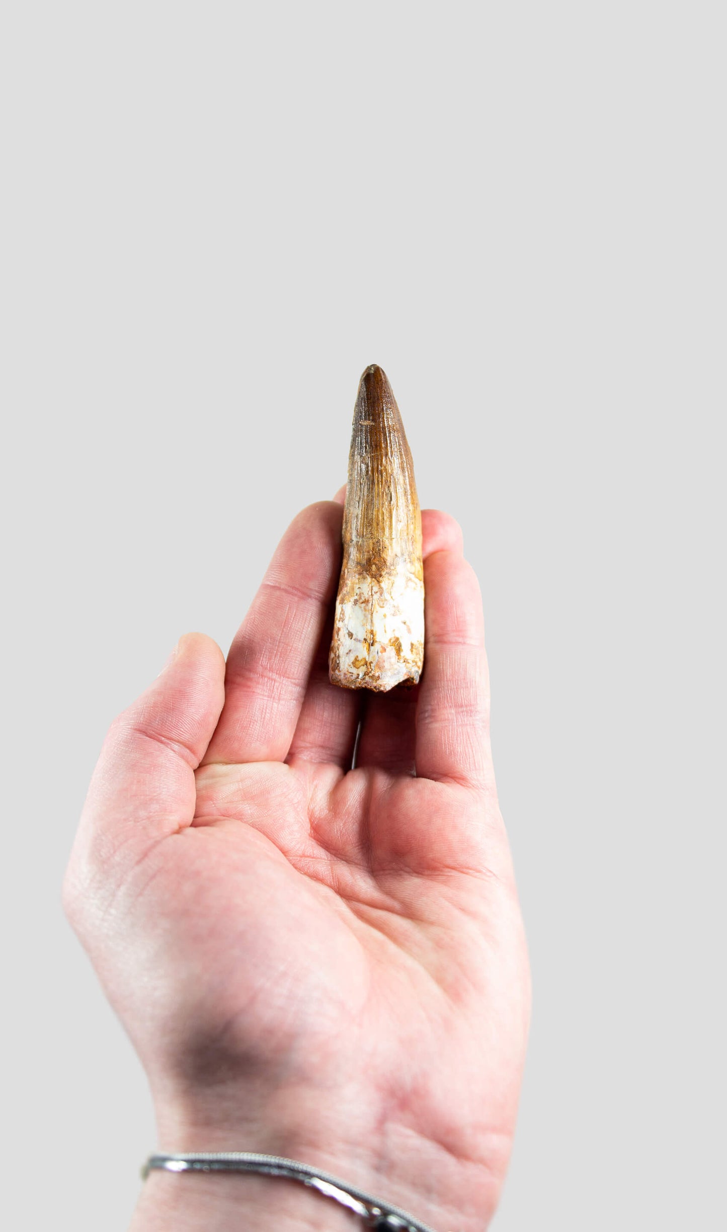 Spinosaurus Aegyptiacus Spine Lizard Dinosaur Tooth 76mm