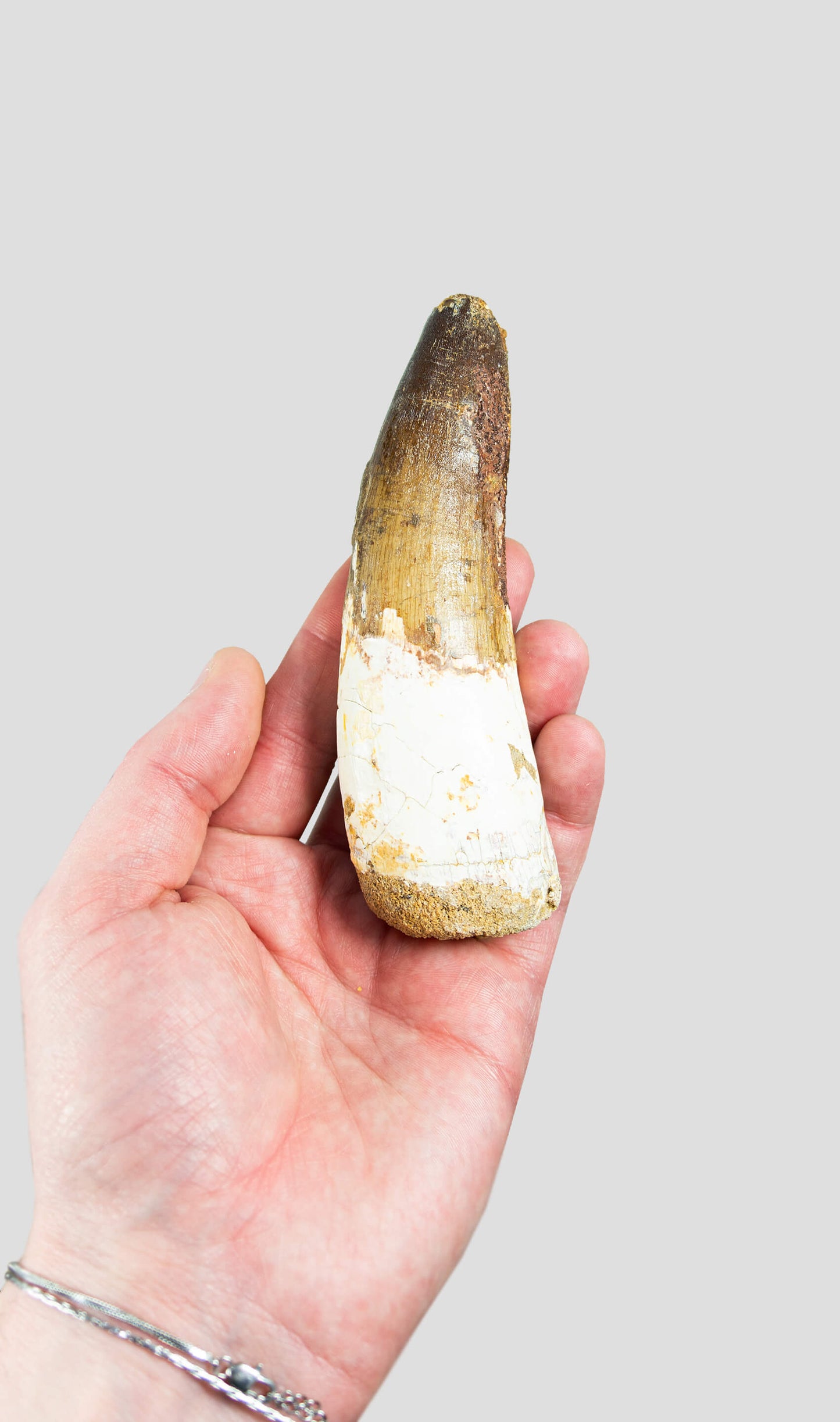 Spinosaurus Aegyptiacus Spine Lizard Dinosaur Tooth 128mm
