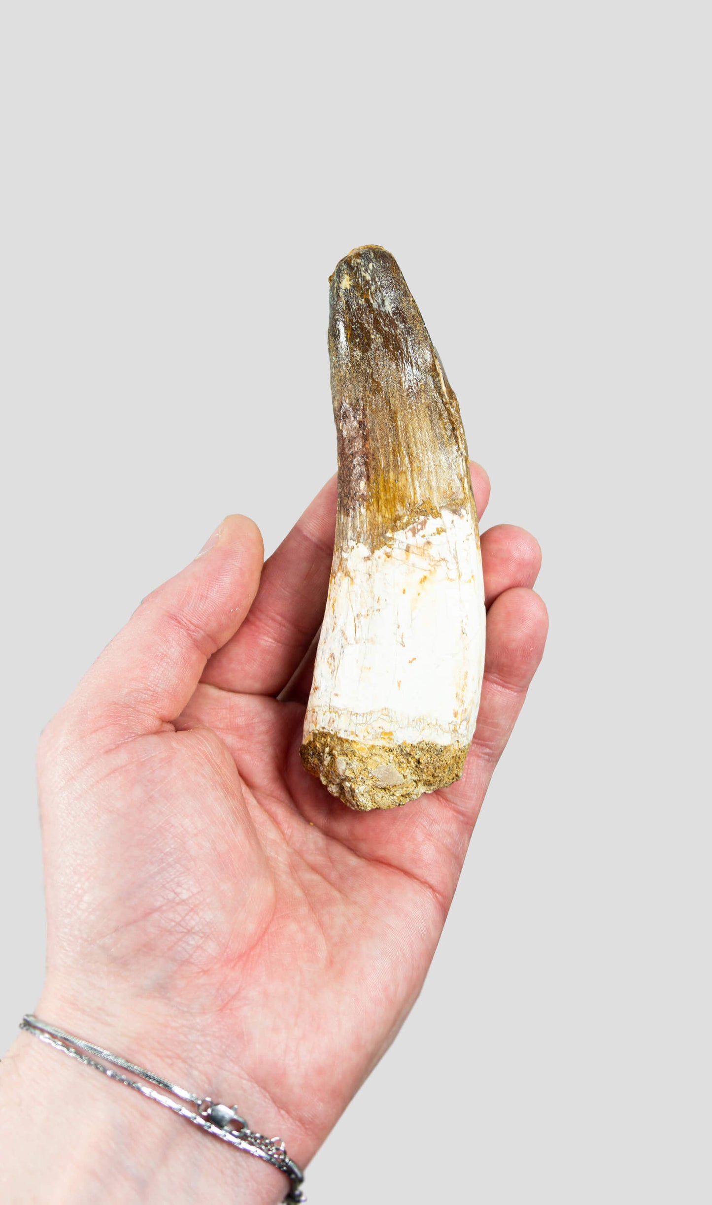 Spinosaurus Aegyptiacus Spine Lizard Dinosaur Tooth 128mm