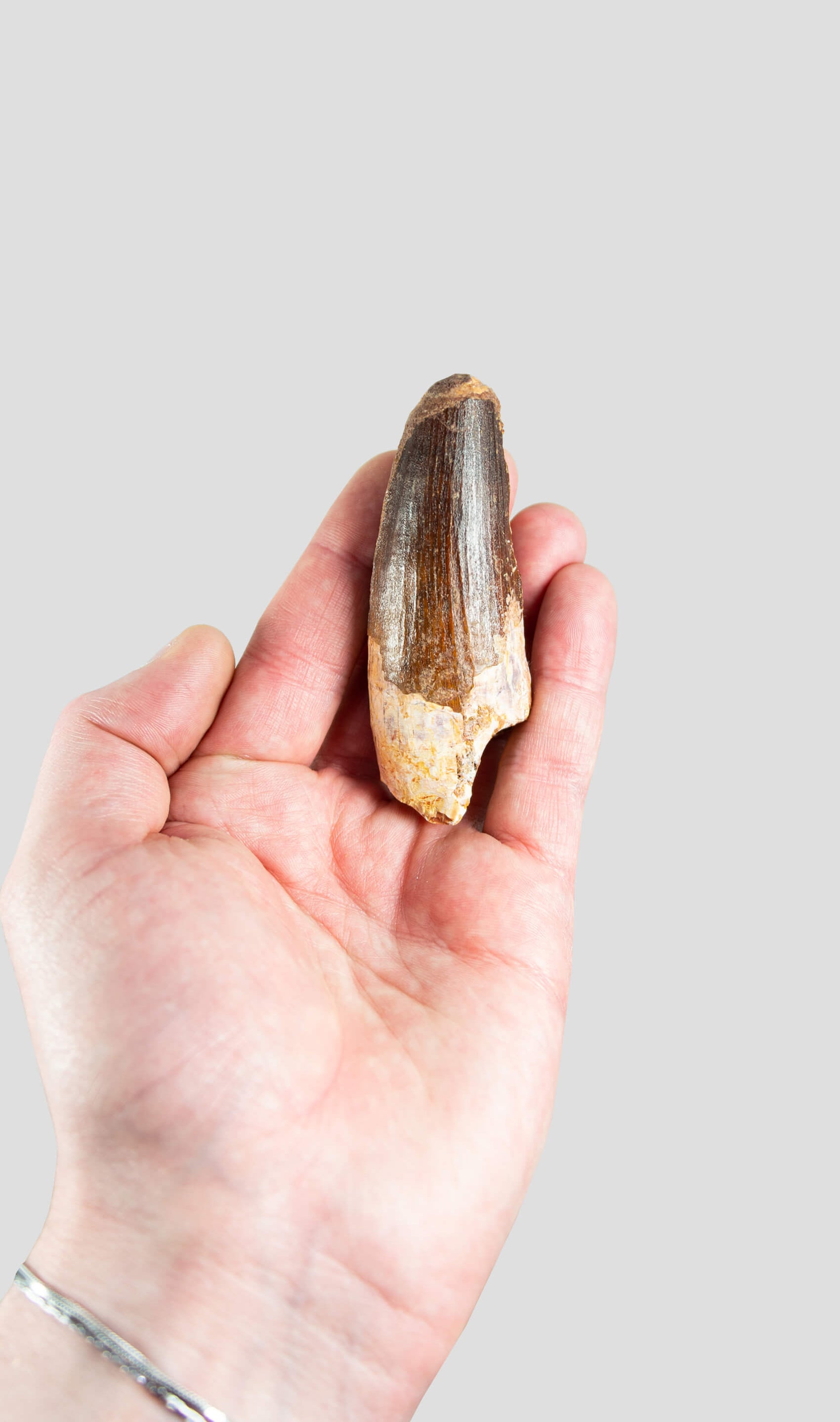 Spinosaurus Aegyptiacus Spine Lizard Dinosaur Tooth 82mm
