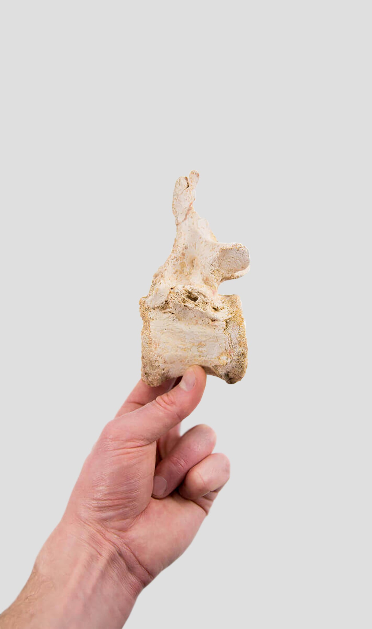 Deltadromeus Agilis Delta Runner Raptor Vertebra 135mm [RARE]