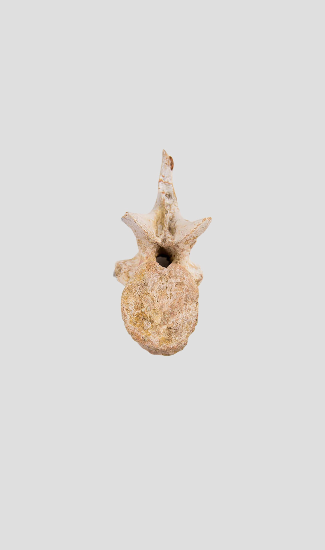 Deltadromeus Agilis Delta Runner Raptor Vertebra 135mm [RARE]